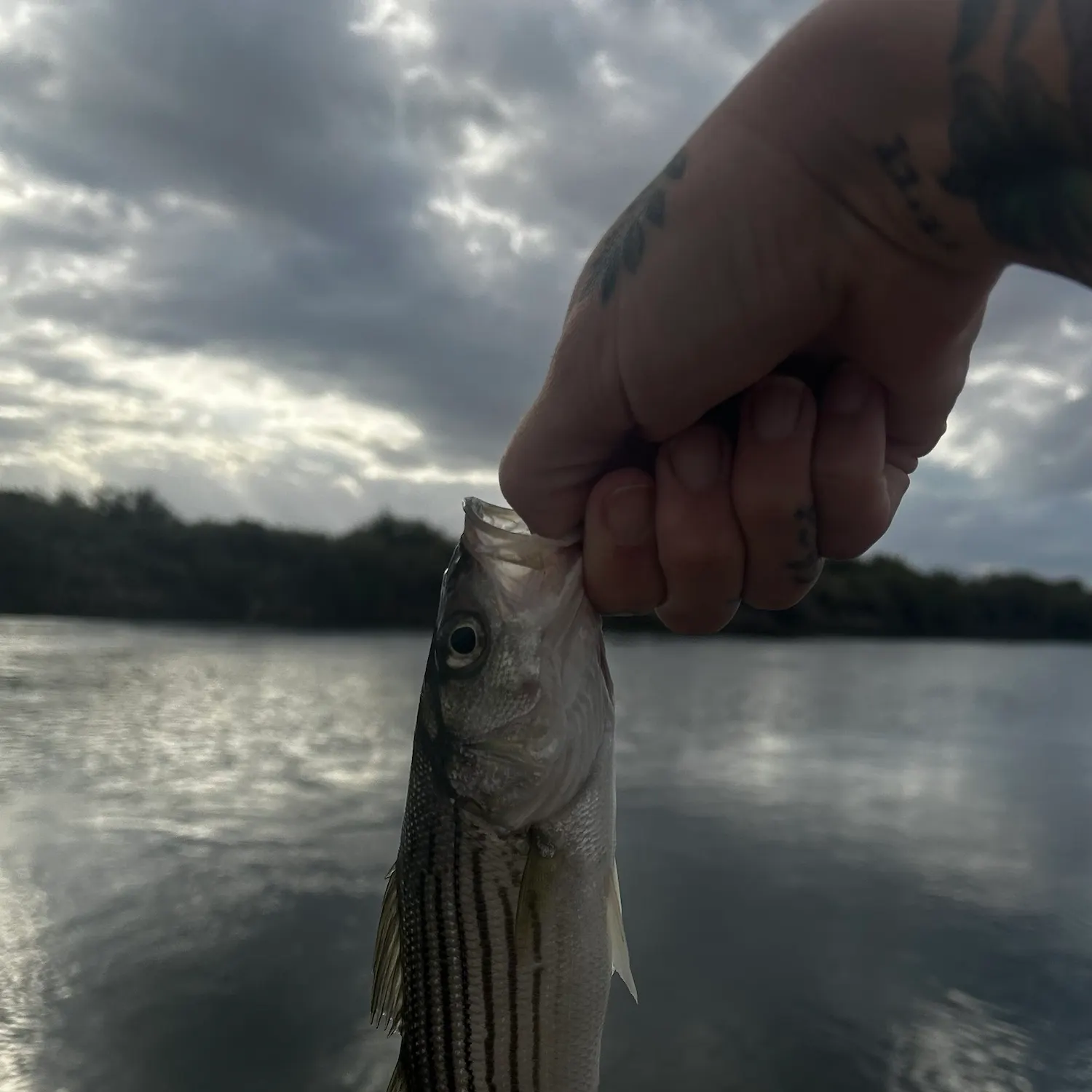 Striped bass caught on Fishbrain