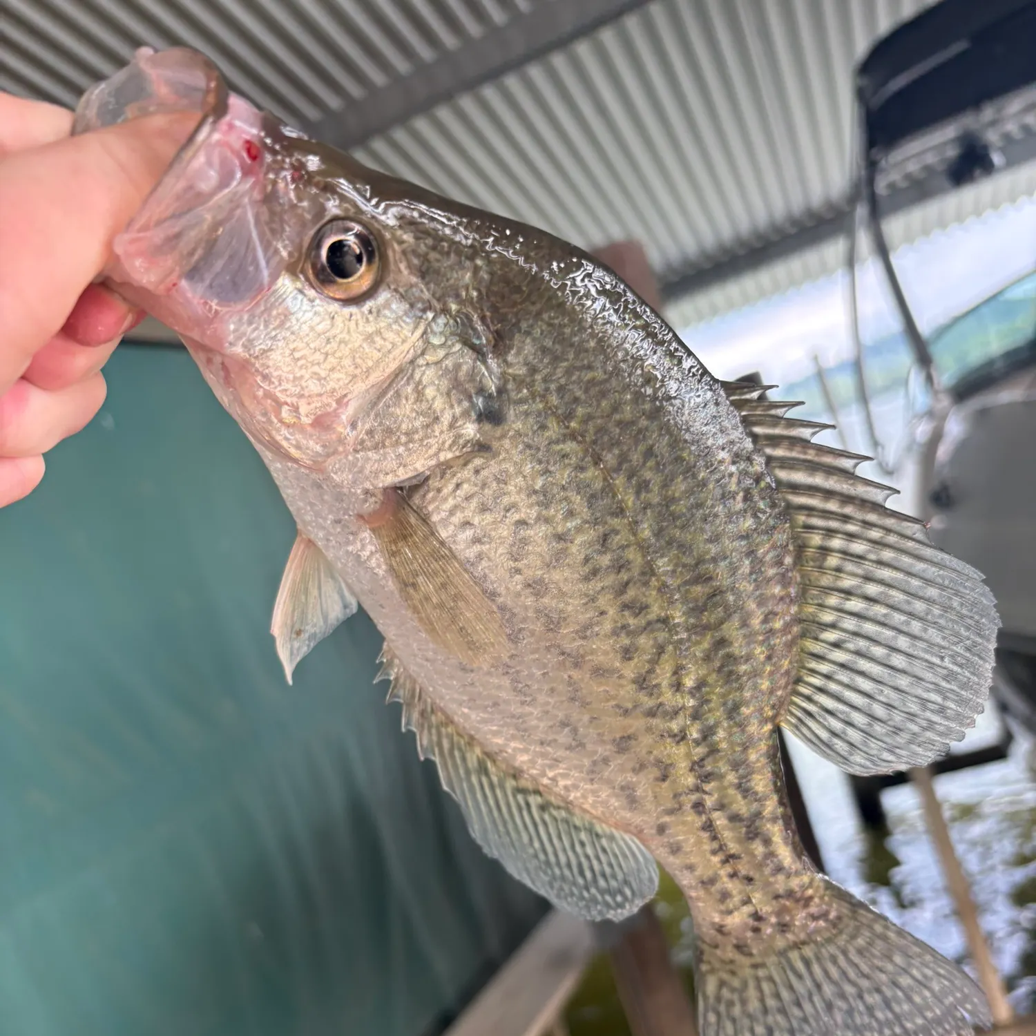 White crappie caught on Fishbrain