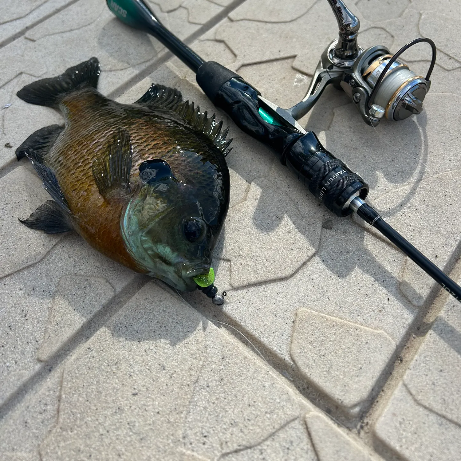 Bluegill caught on Fishbrain