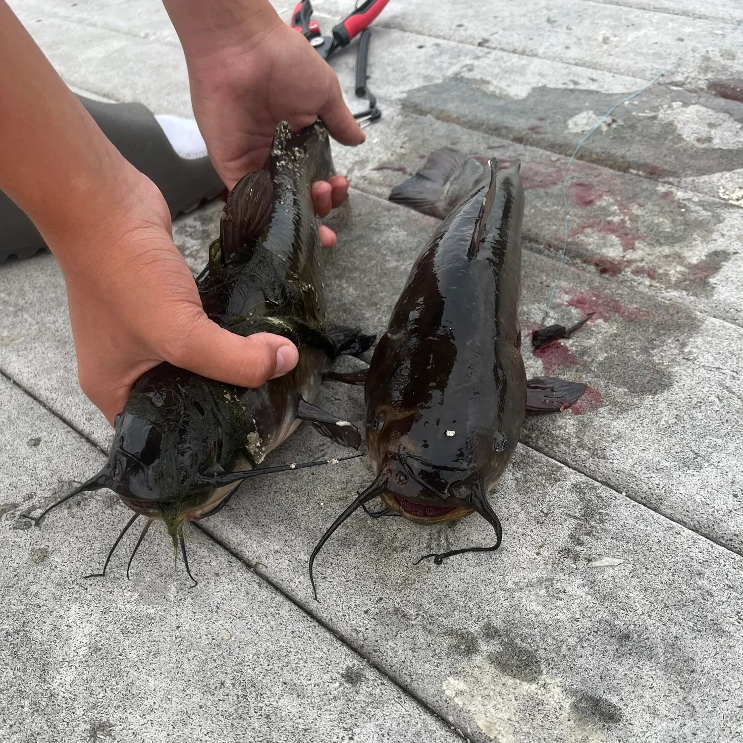 Black bullhead caught on Fishbrain
