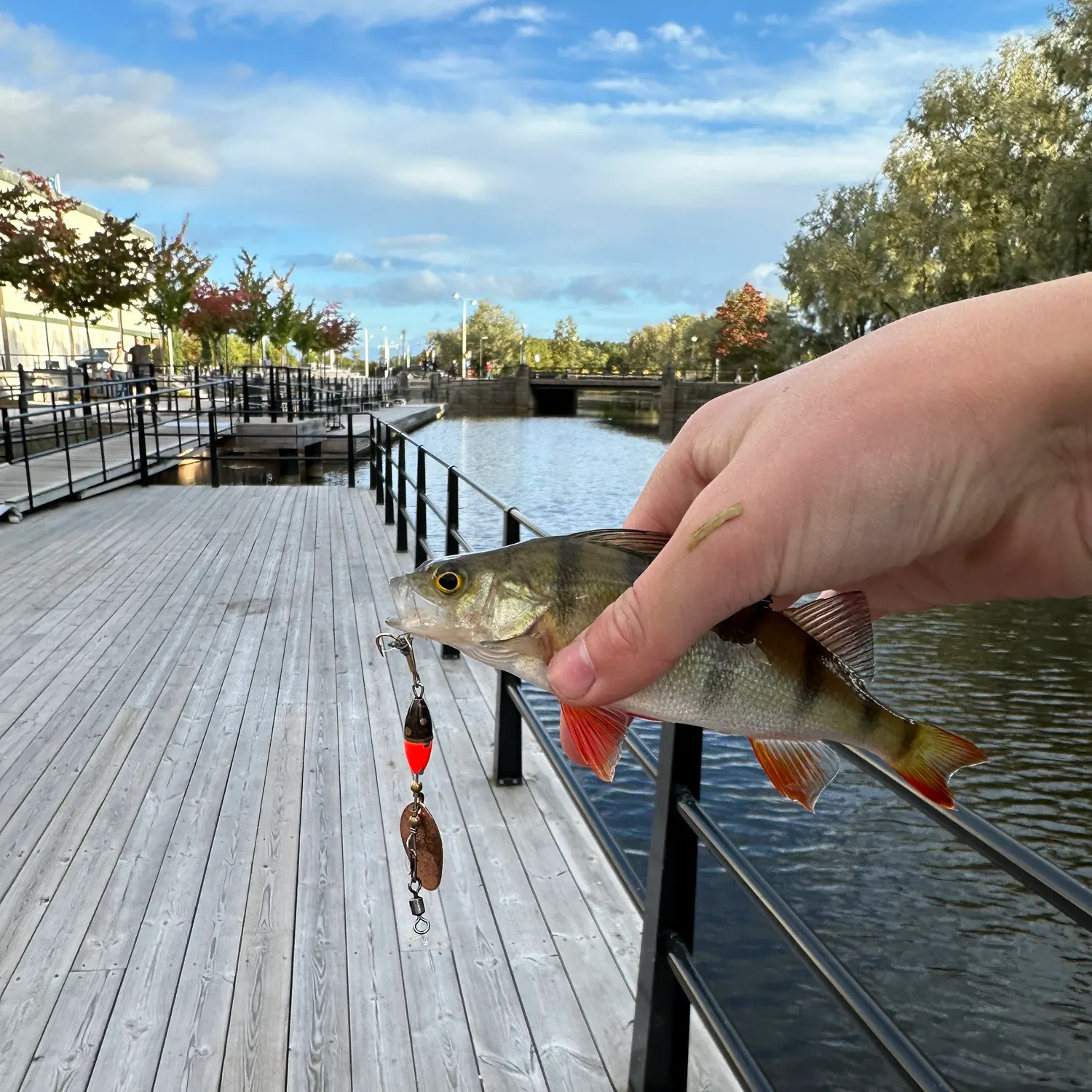 European perch caught on Fishbrain