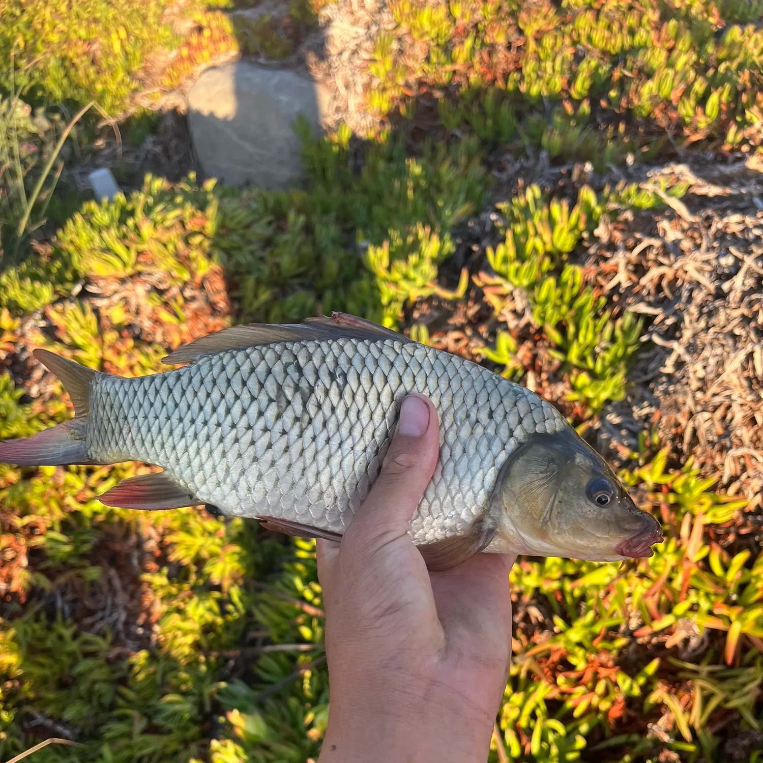 Common carp caught on Fishbrain