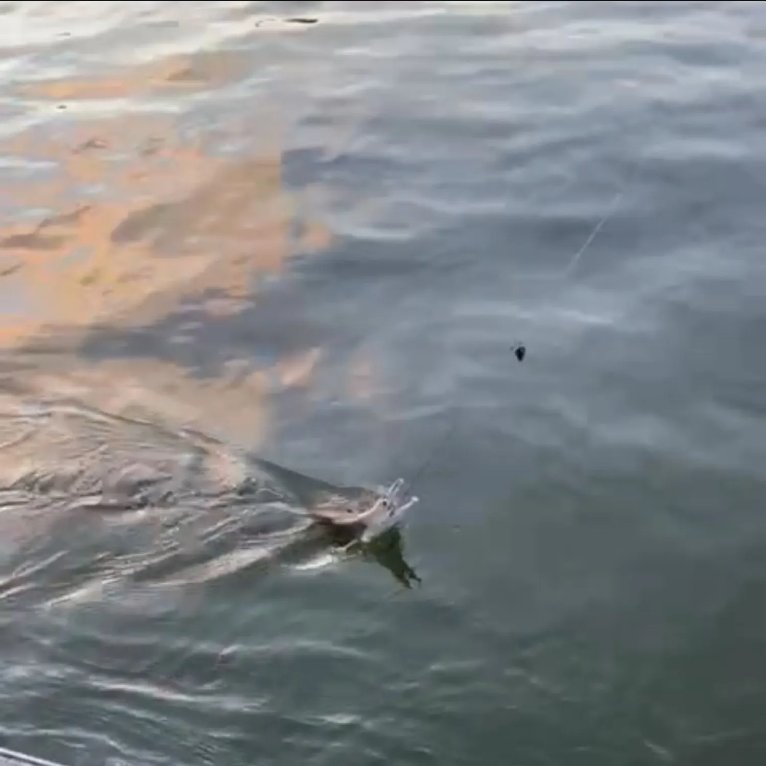 The most popular recent Common pike conger catch on Fishbrain