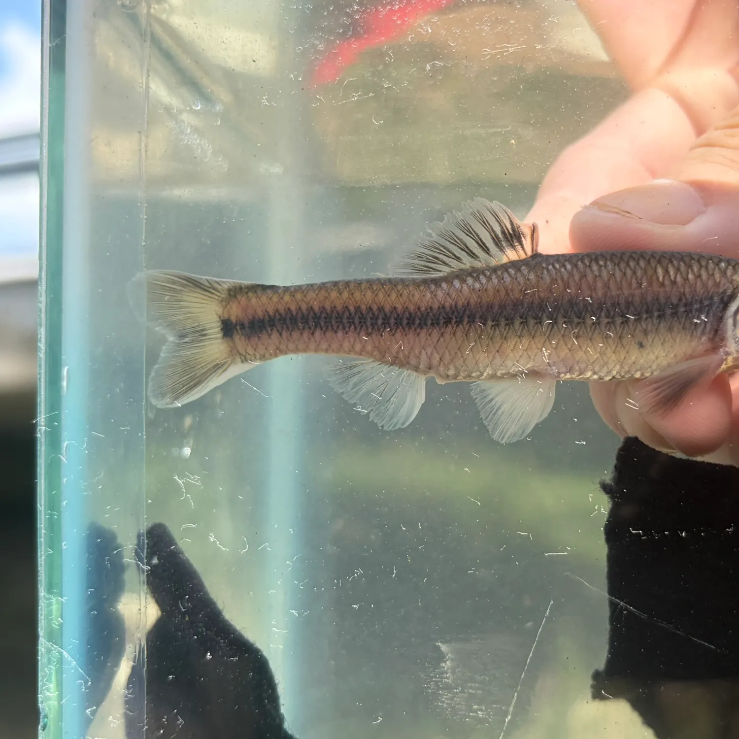 Bluntnose minnow caught on Fishbrain
