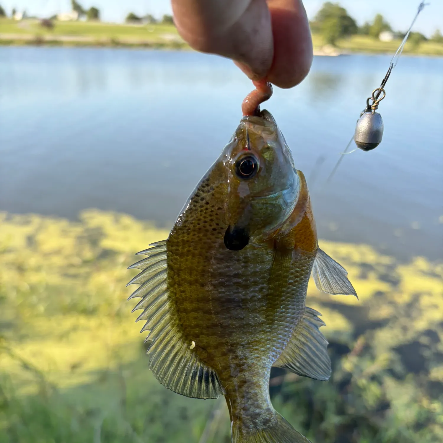 Bluegill caught on Fishbrain