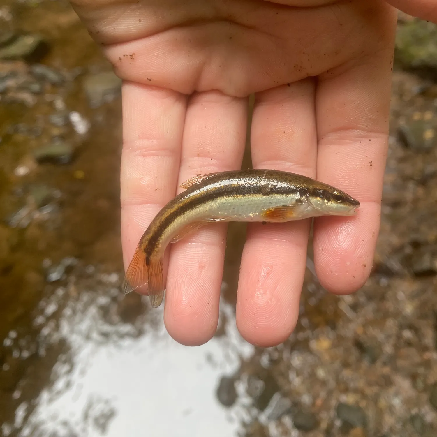 Creek chub caught on Fishbrain