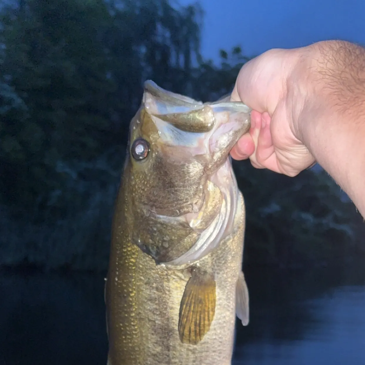 Largemouth bass caught on Fishbrain