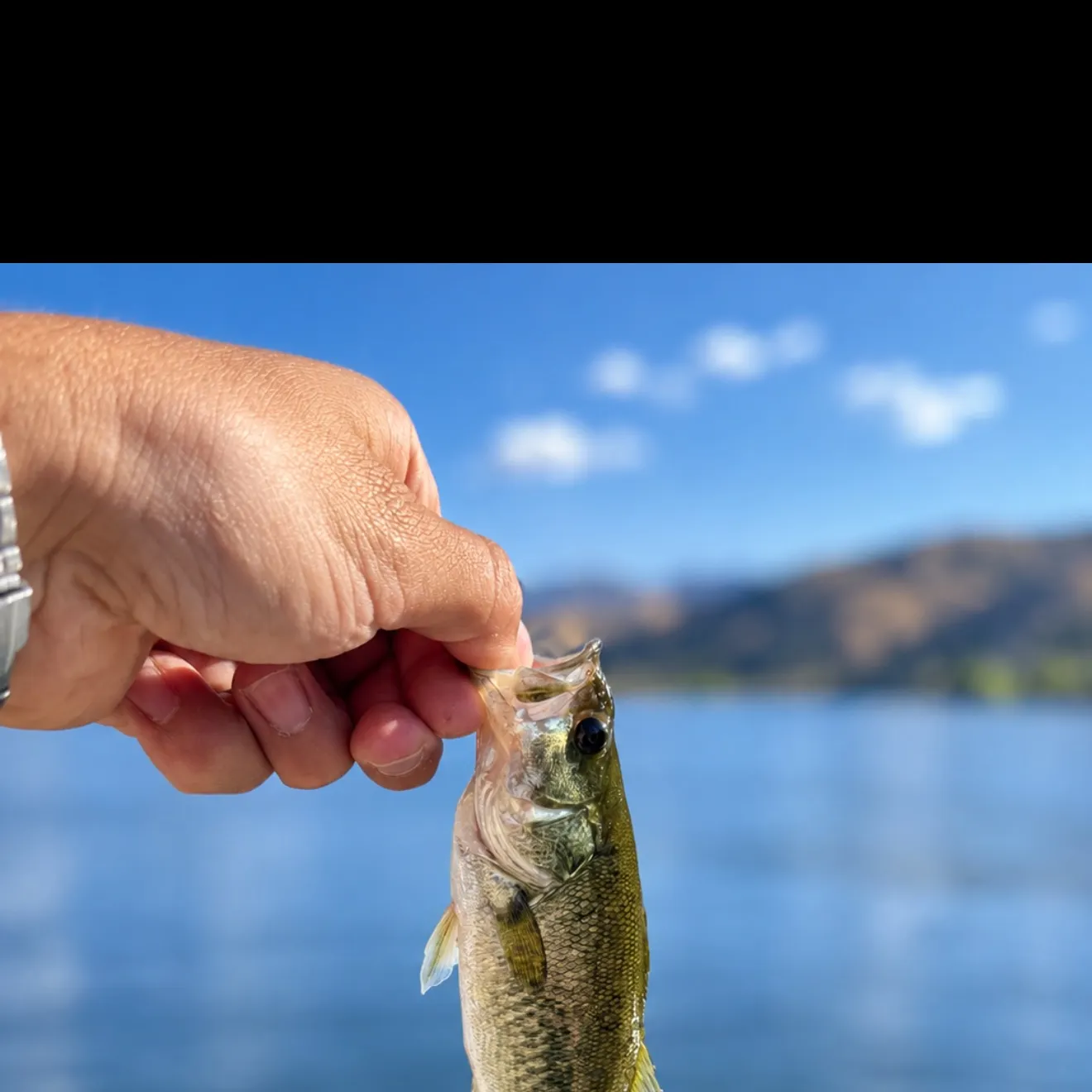 Spotted bass caught on Fishbrain