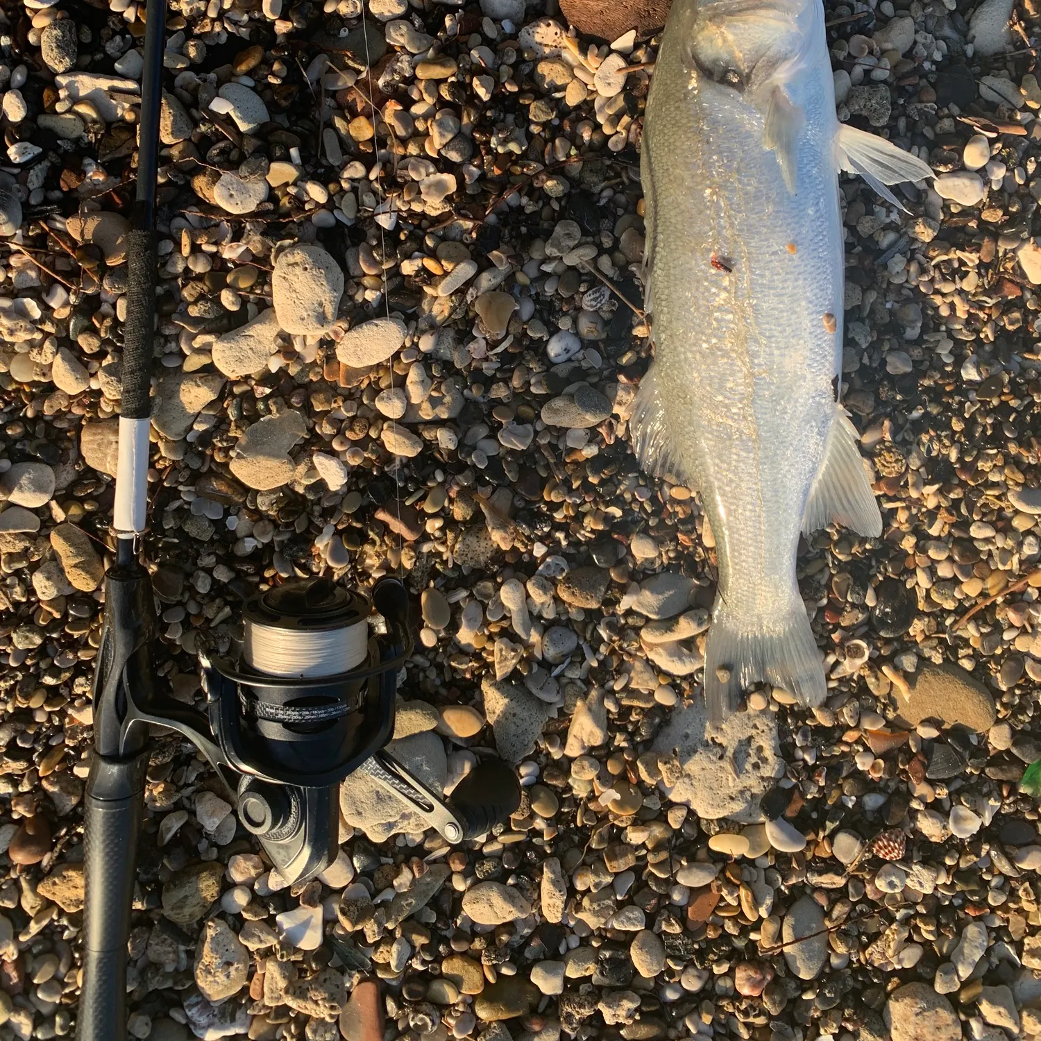 The most recent European seabass catches on Fishbrain