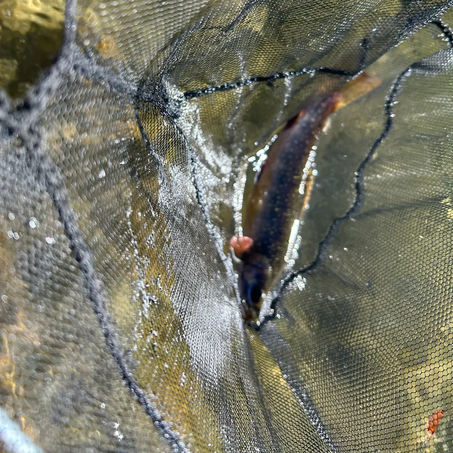 Brook trout caught on Fishbrain