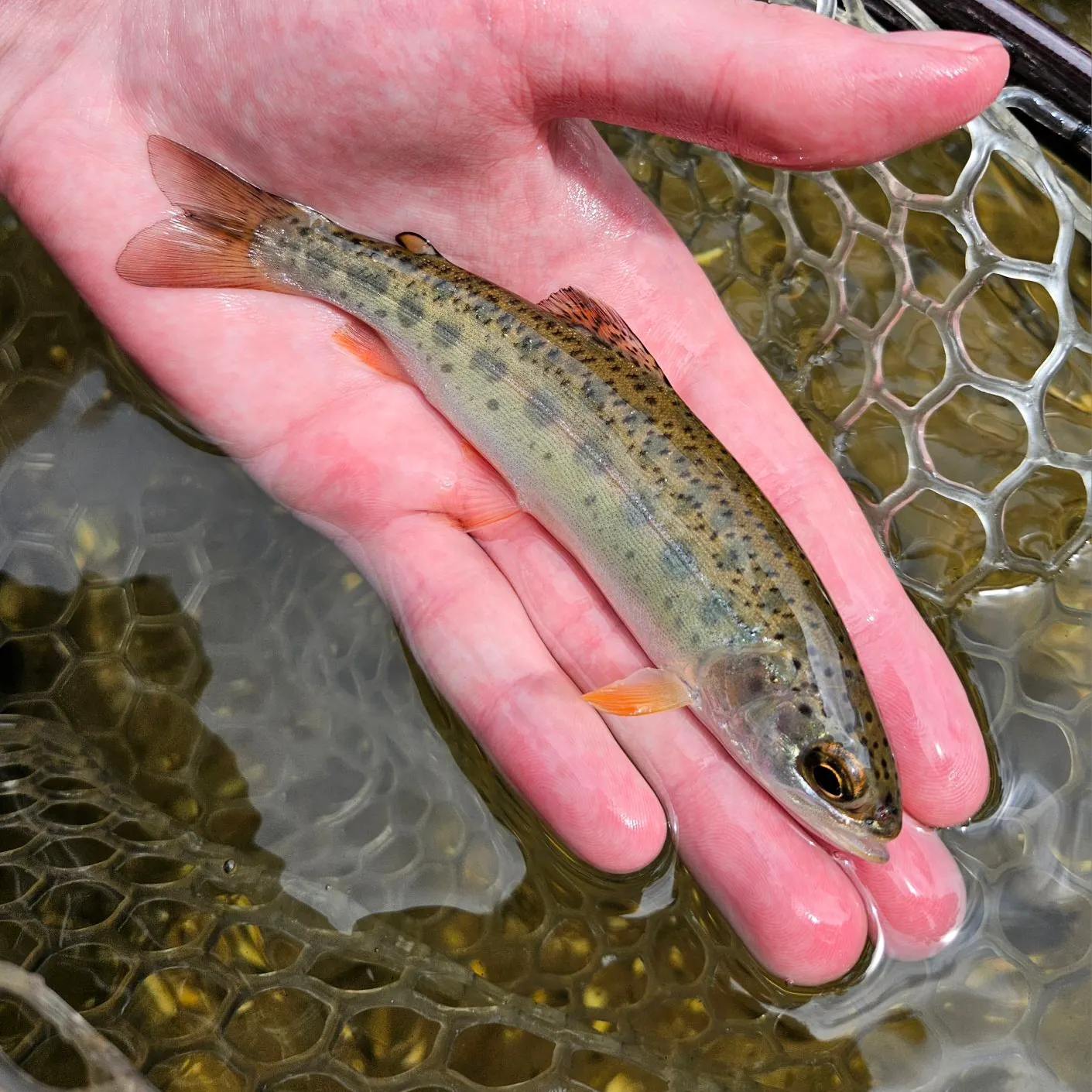 Steelhead caught on Fishbrain