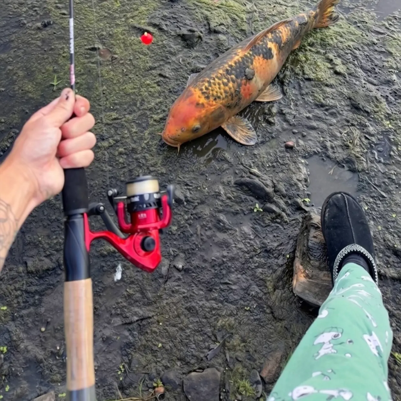 Koi carp caught on Fishbrain
