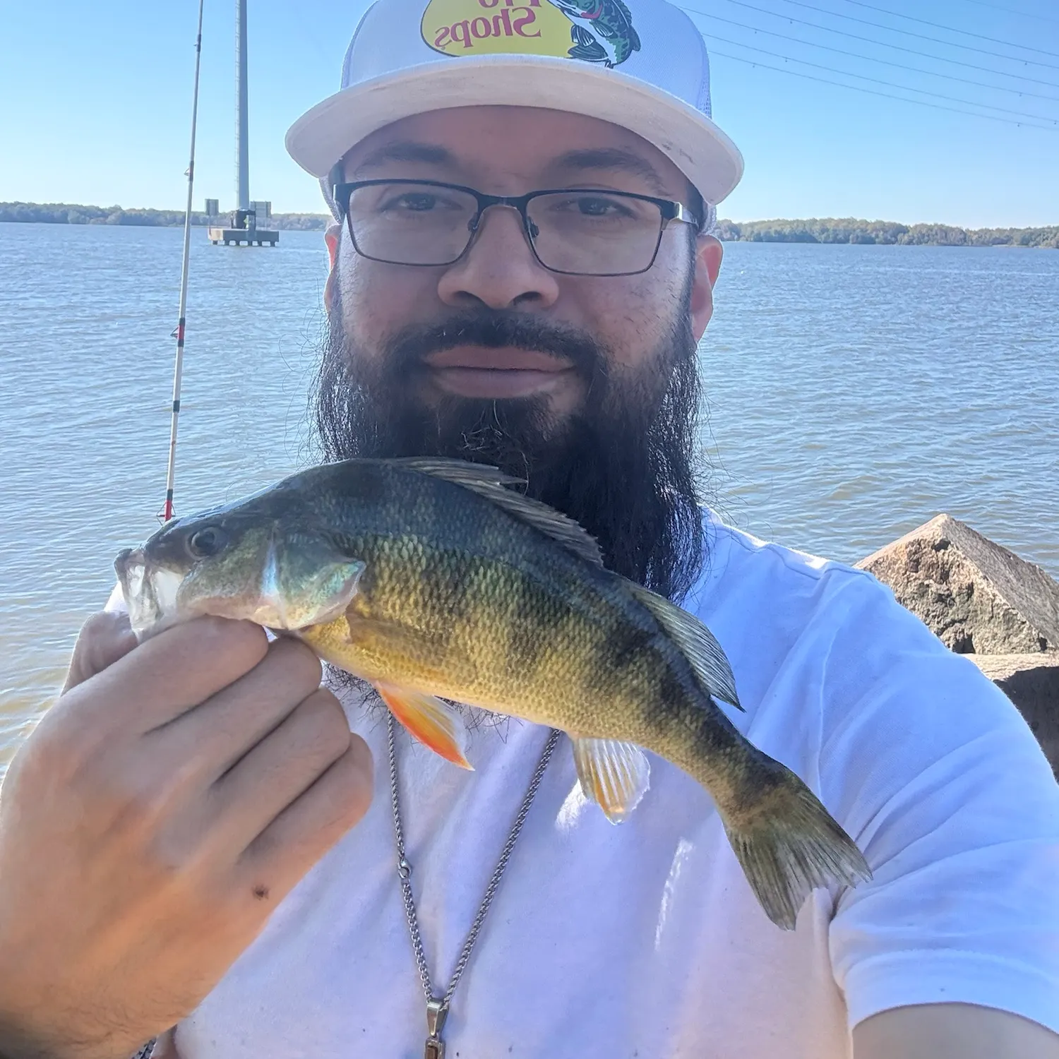 Yellow perch caught on Fishbrain