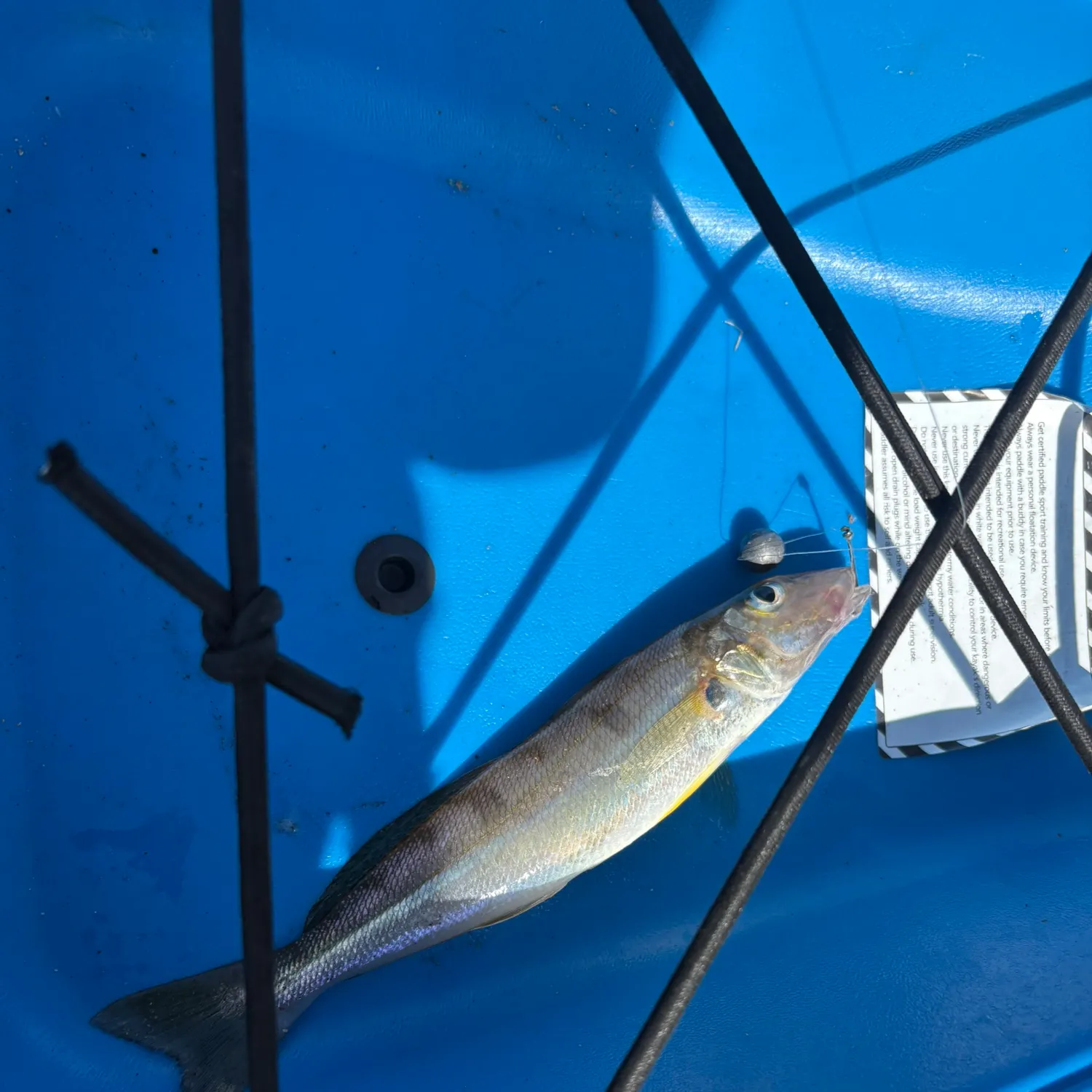 The most recent Limpid-wing flyingfish catches on Fishbrain