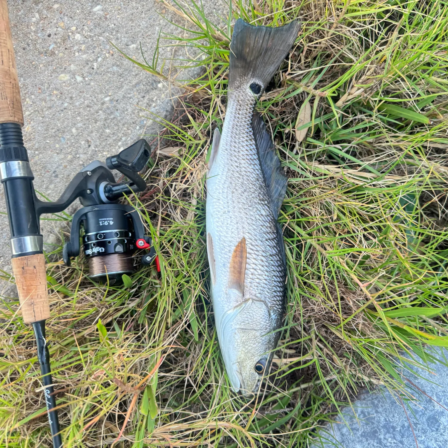 Red drum caught on Fishbrain