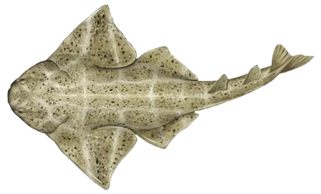 Common angelshark