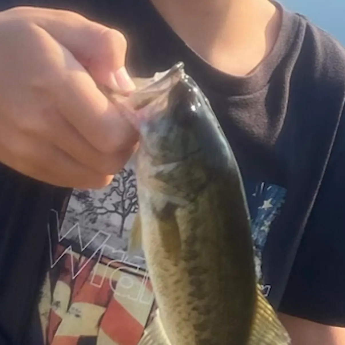 Largemouth bass caught on Fishbrain