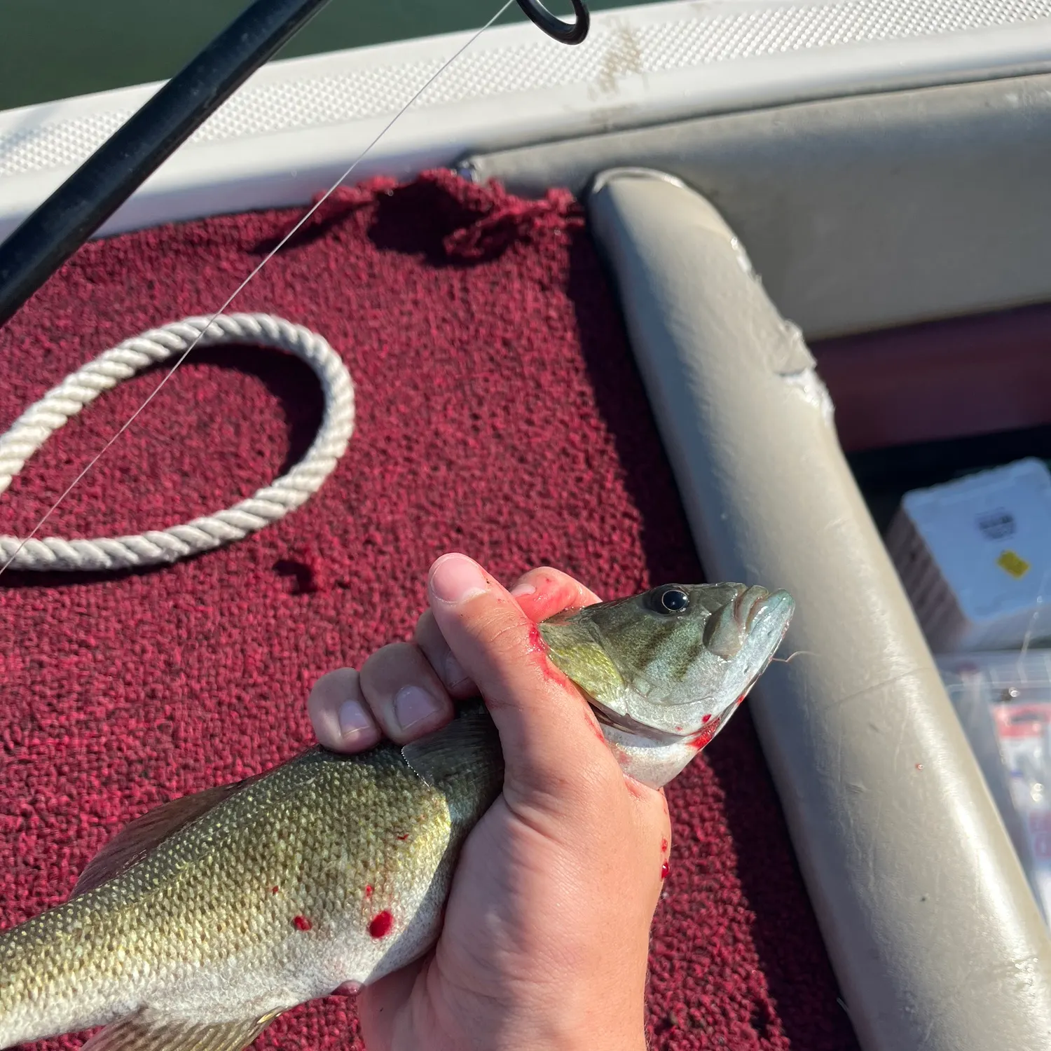 Smallmouth bass caught on Fishbrain