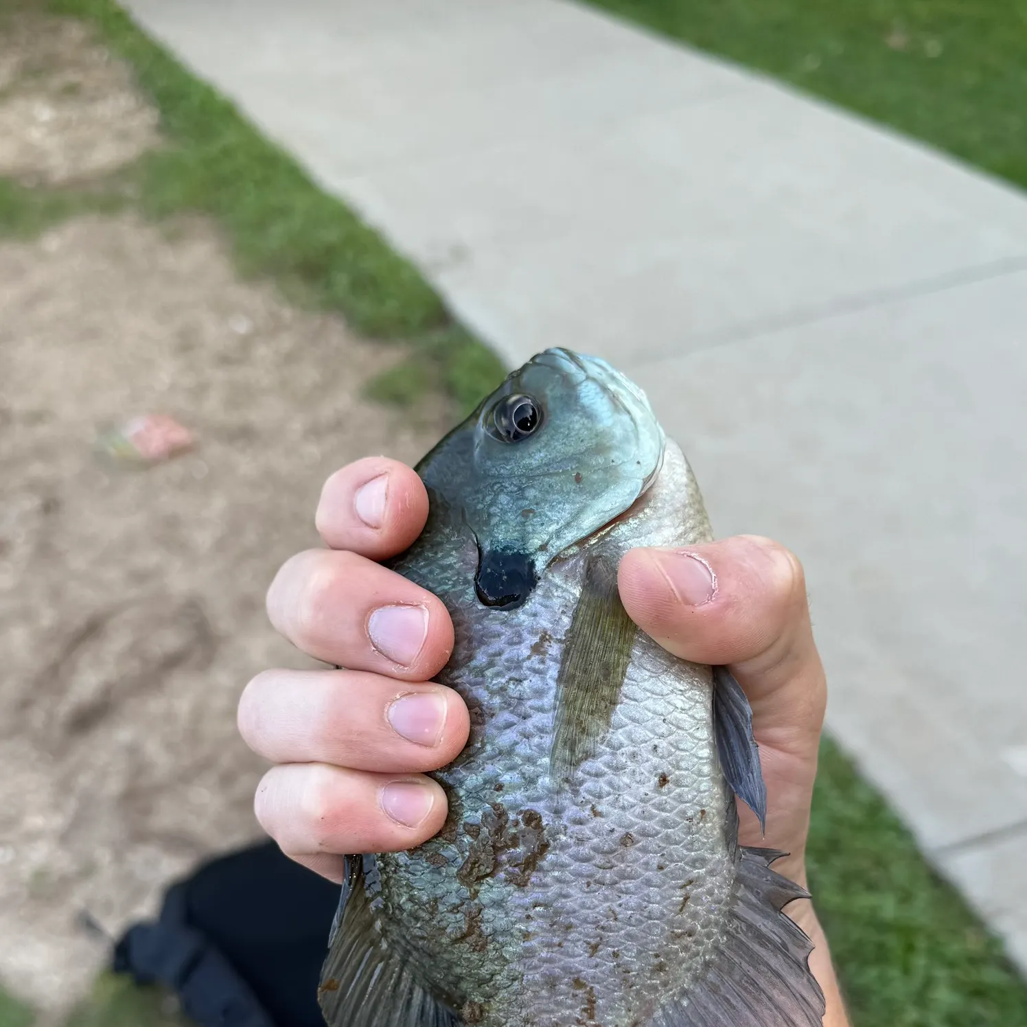 Smallmouth bass caught on Fishbrain