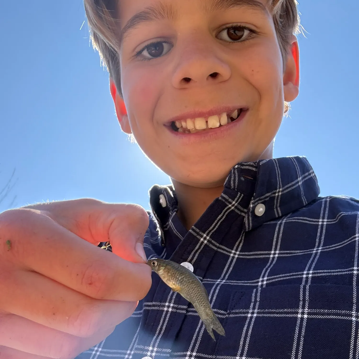 The most recent Striped shiner catches on Fishbrain