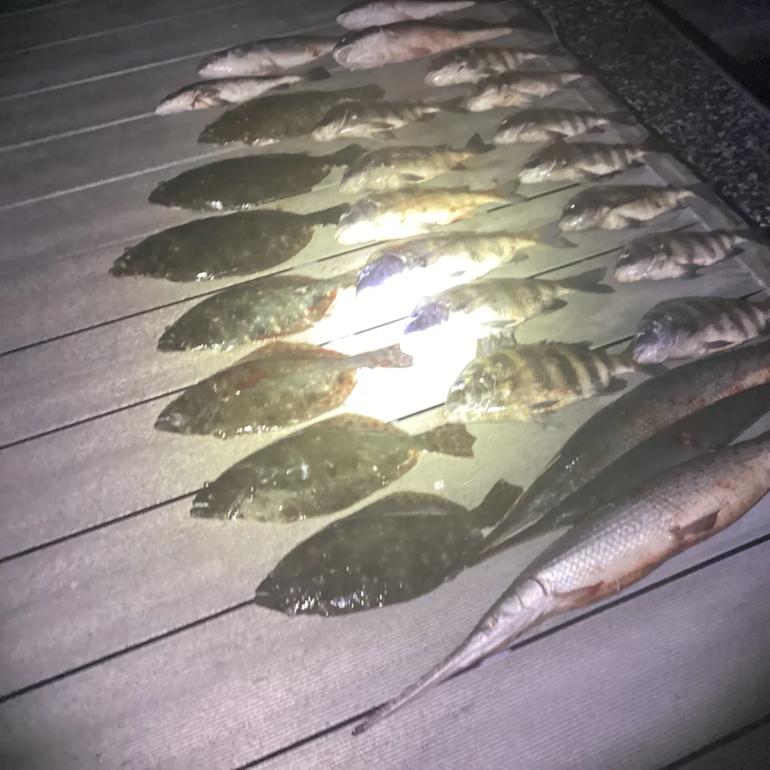 Fish caught on Fishbrain