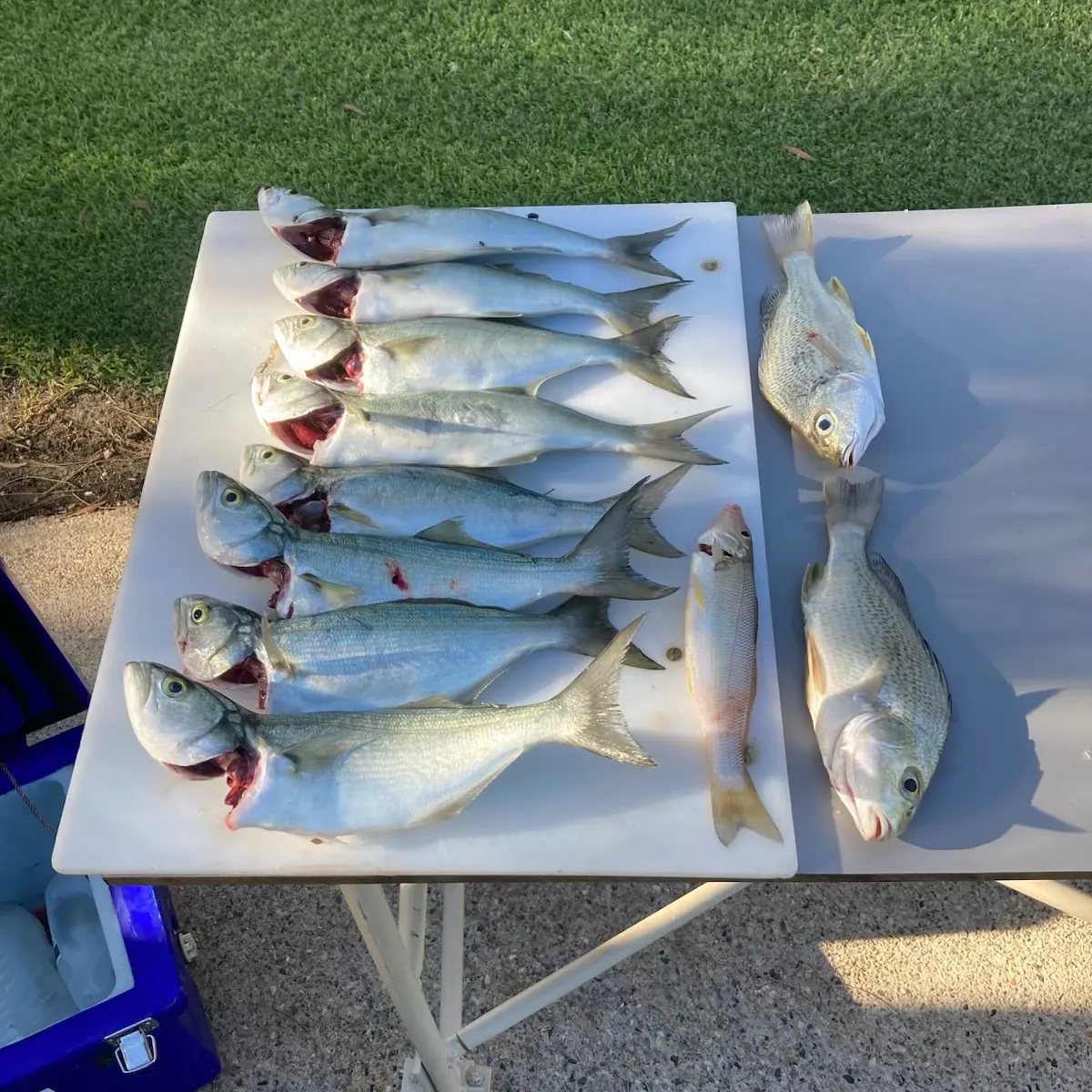 The most recent Bluefish catches on Fishbrain