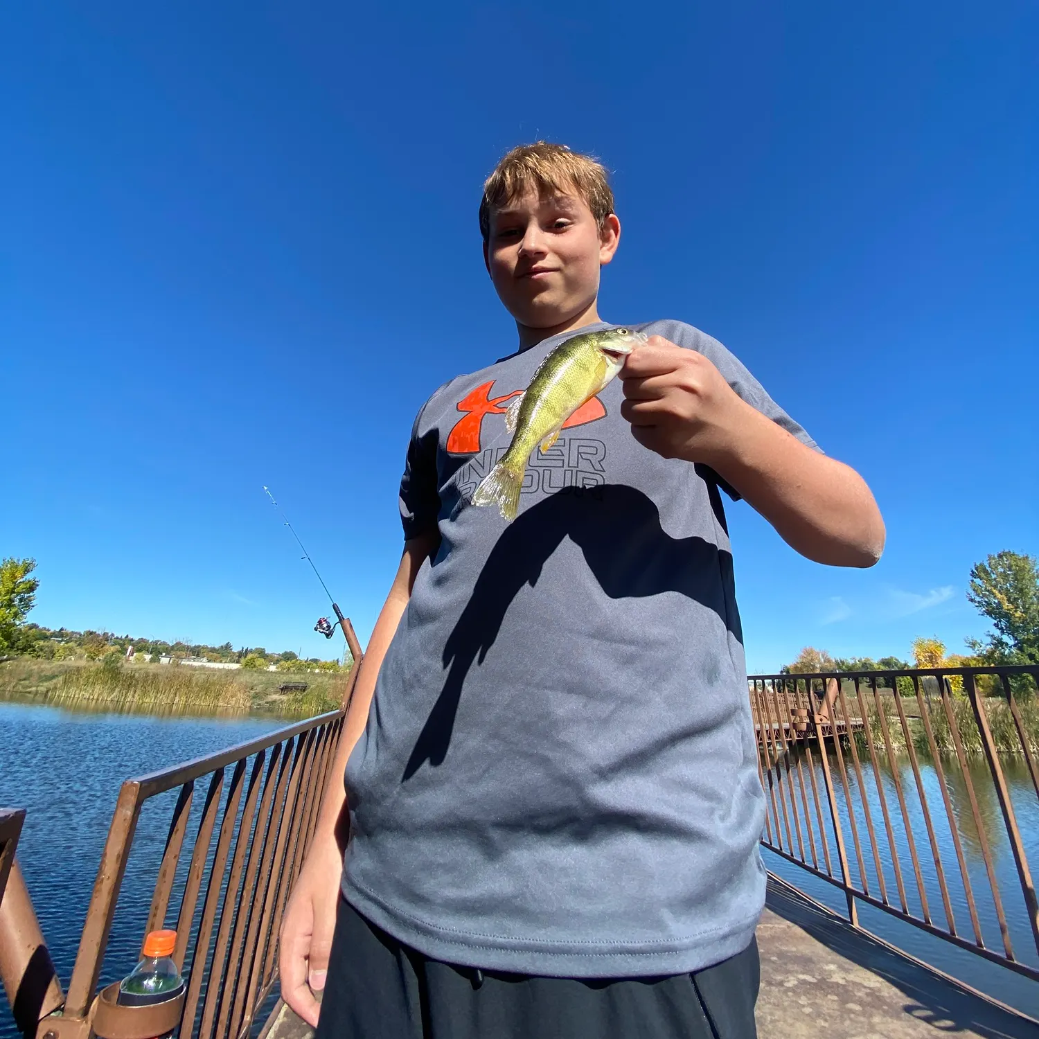 Yellow perch caught on Fishbrain