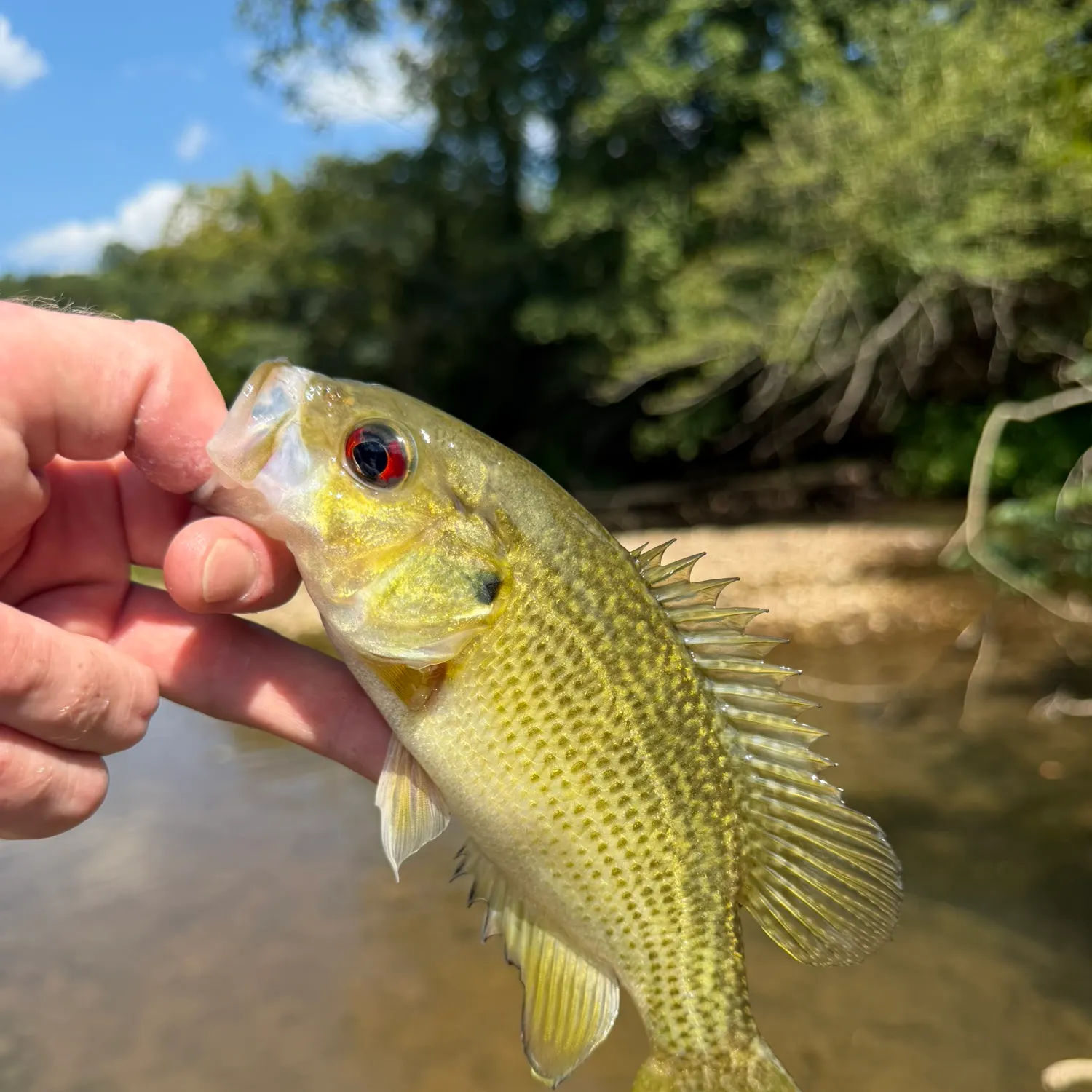 Rock bass caught on Fishbrain