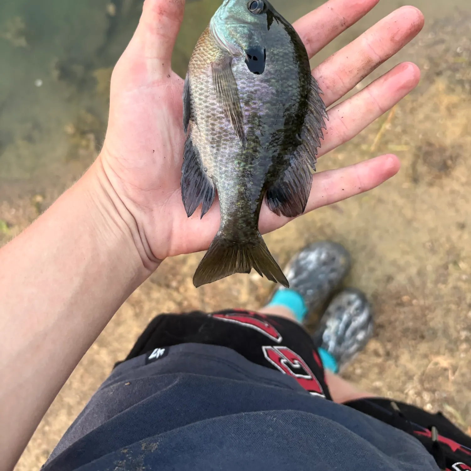 Bluegill caught on Fishbrain