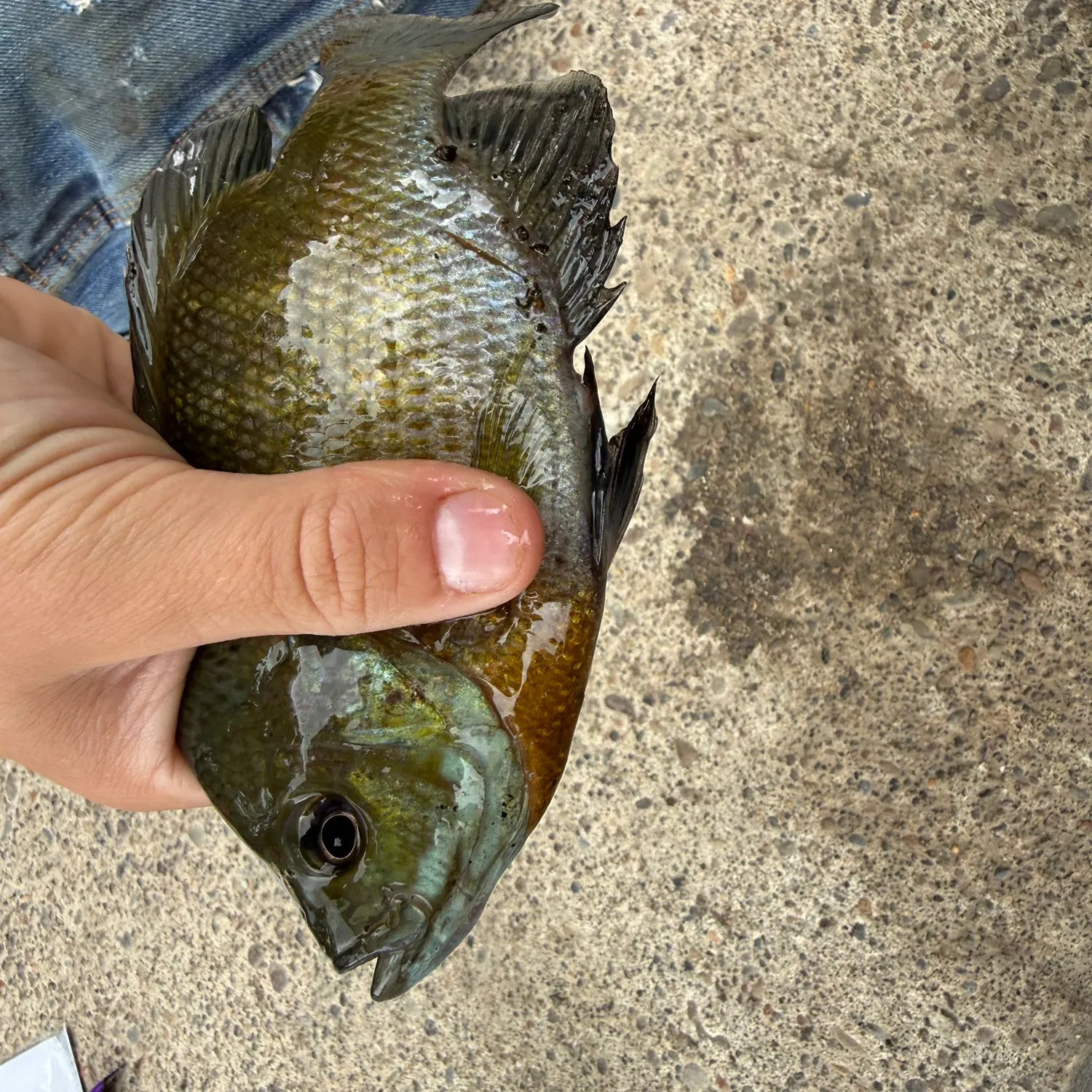 Bluegill caught on Fishbrain