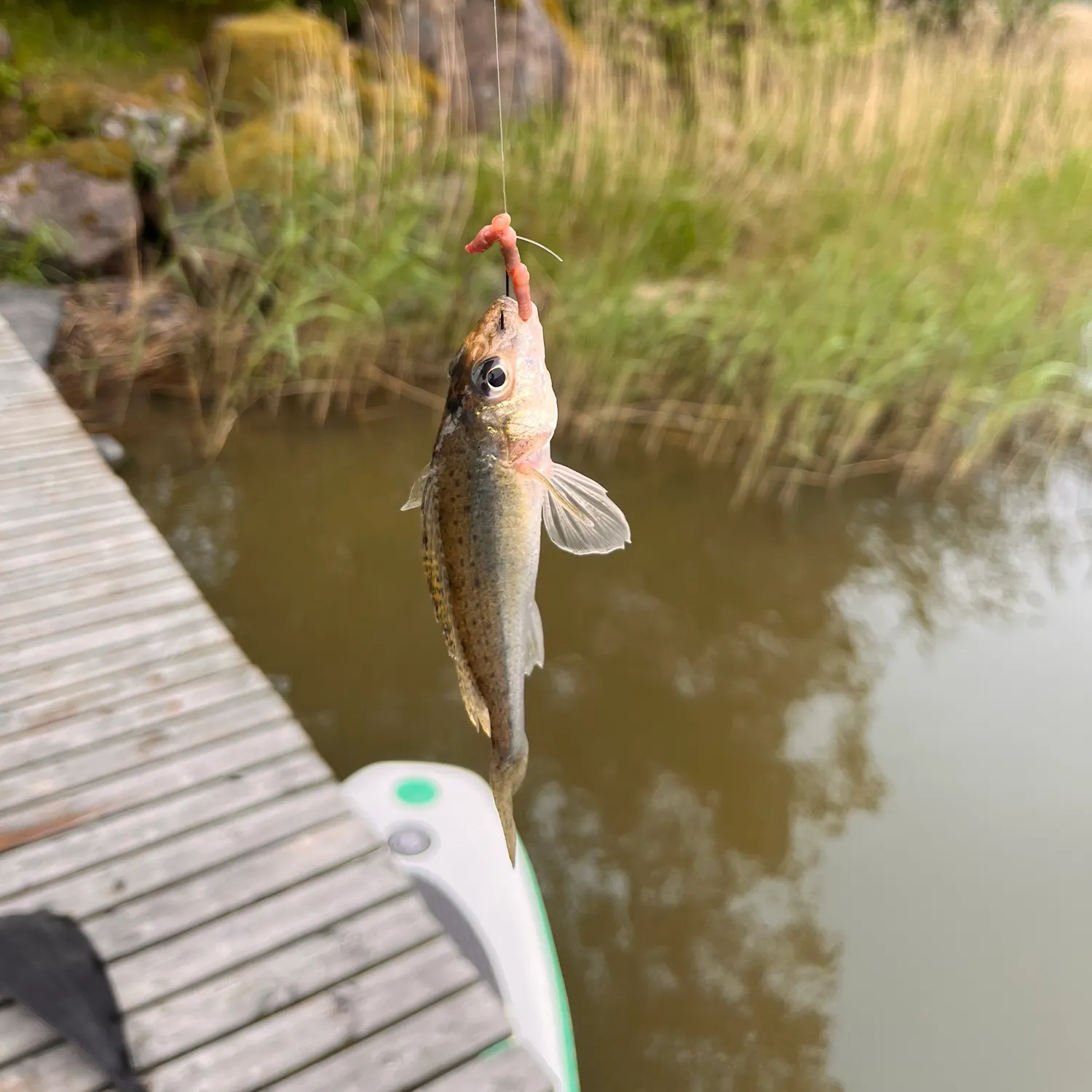 The most recent Eurasian ruffe catches on Fishbrain