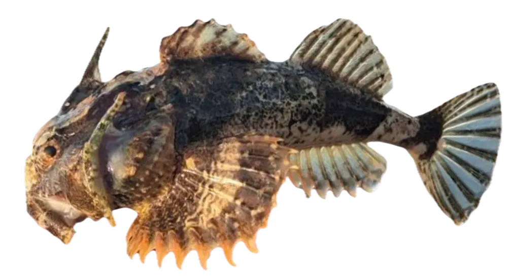 Buffalo sculpin