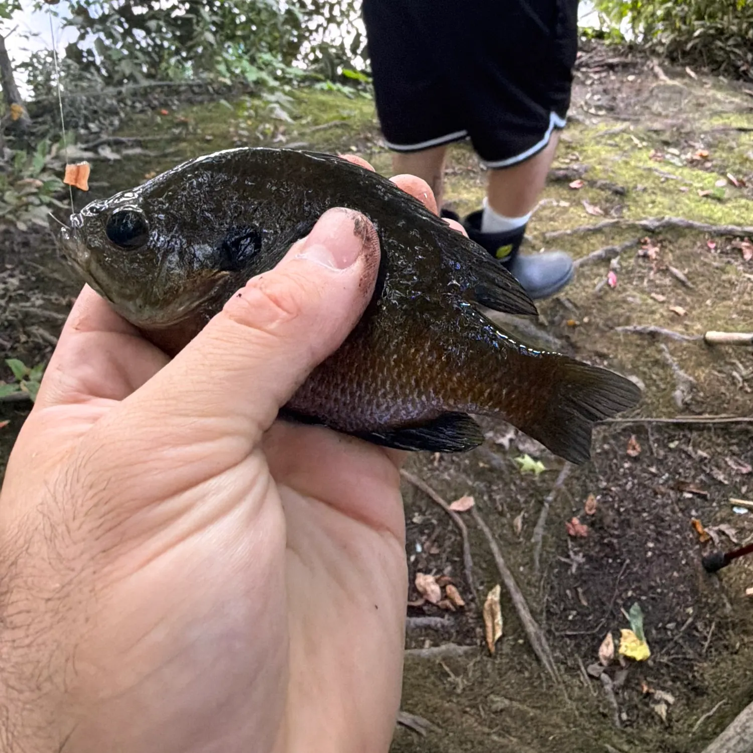 Bluegill caught on Fishbrain