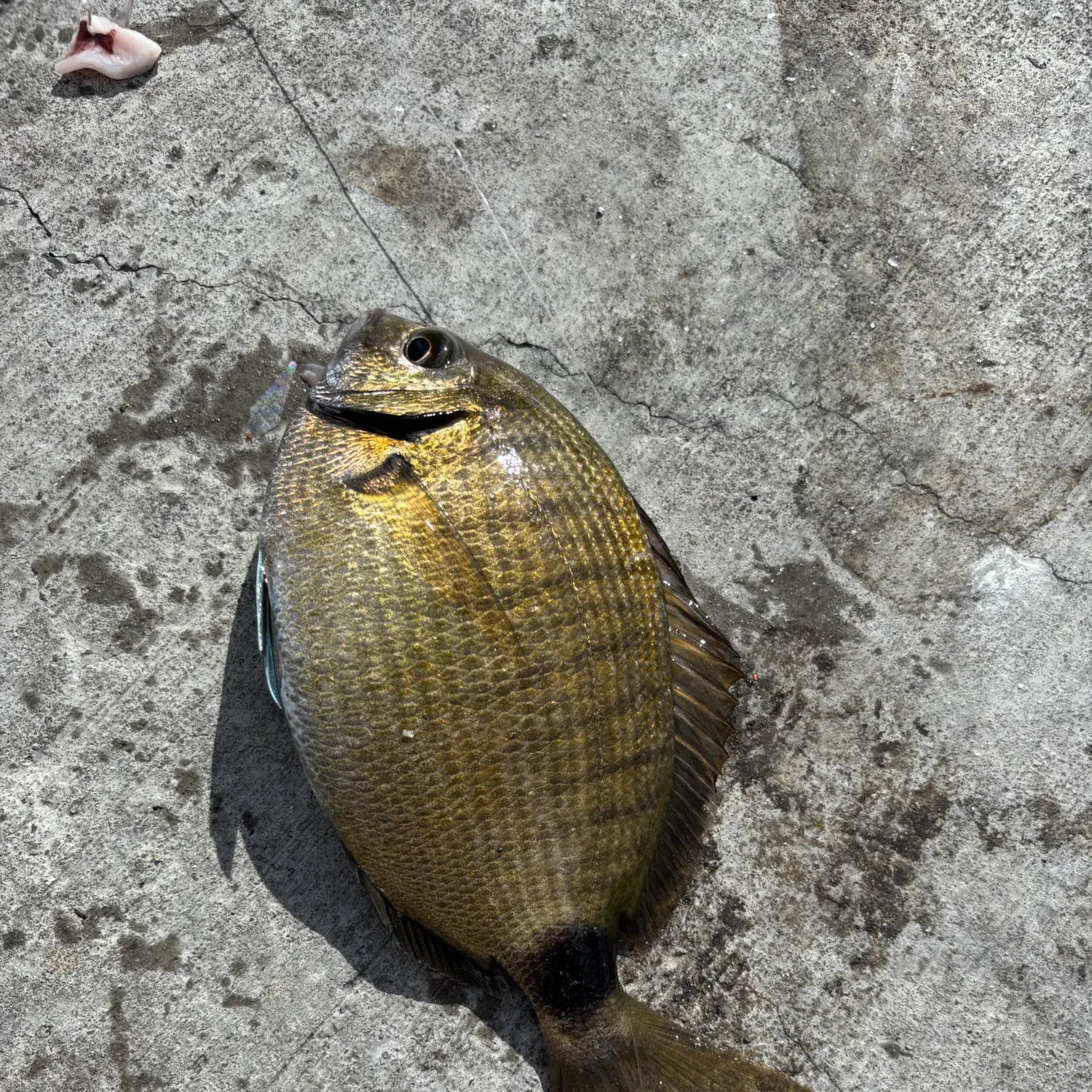The most recent Spottail seabream catches on Fishbrain