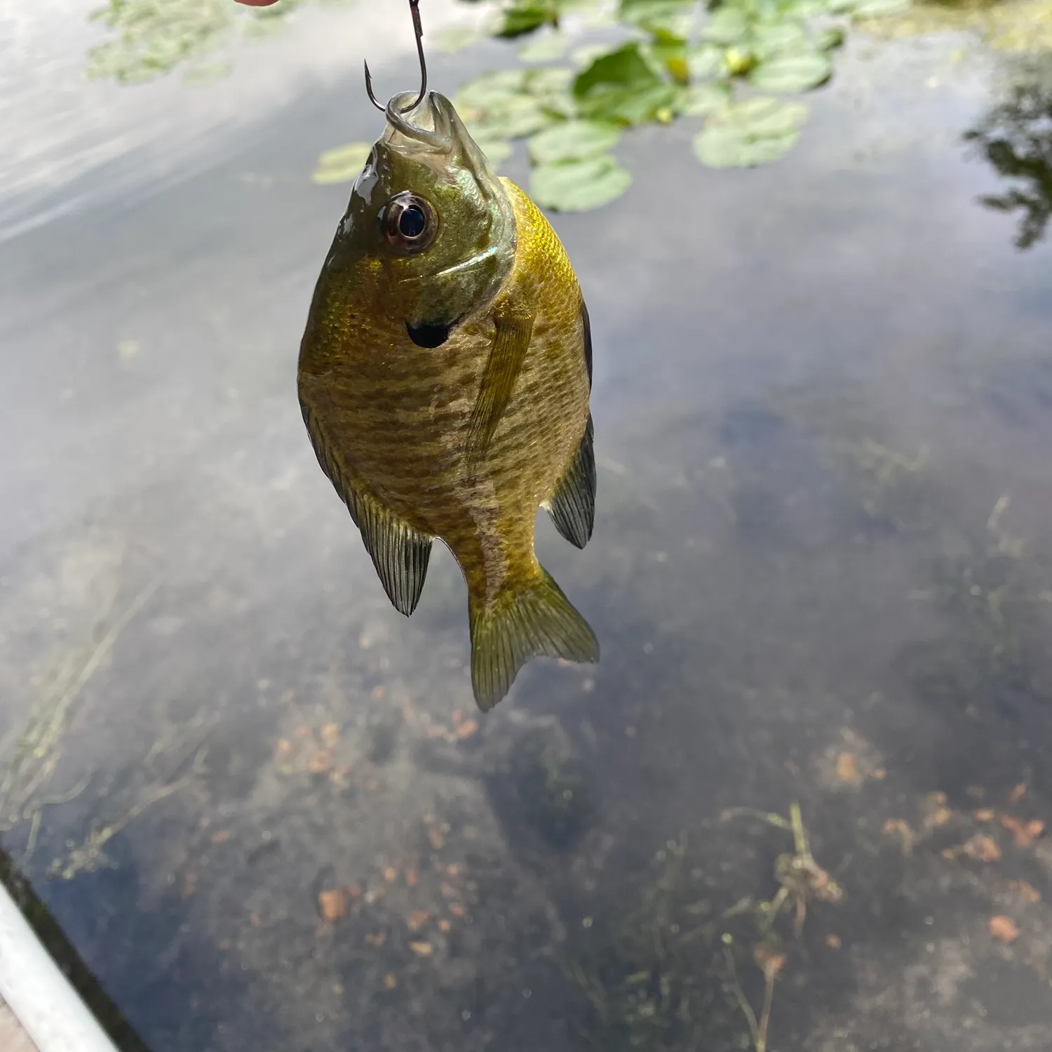 Bluegill caught on Fishbrain