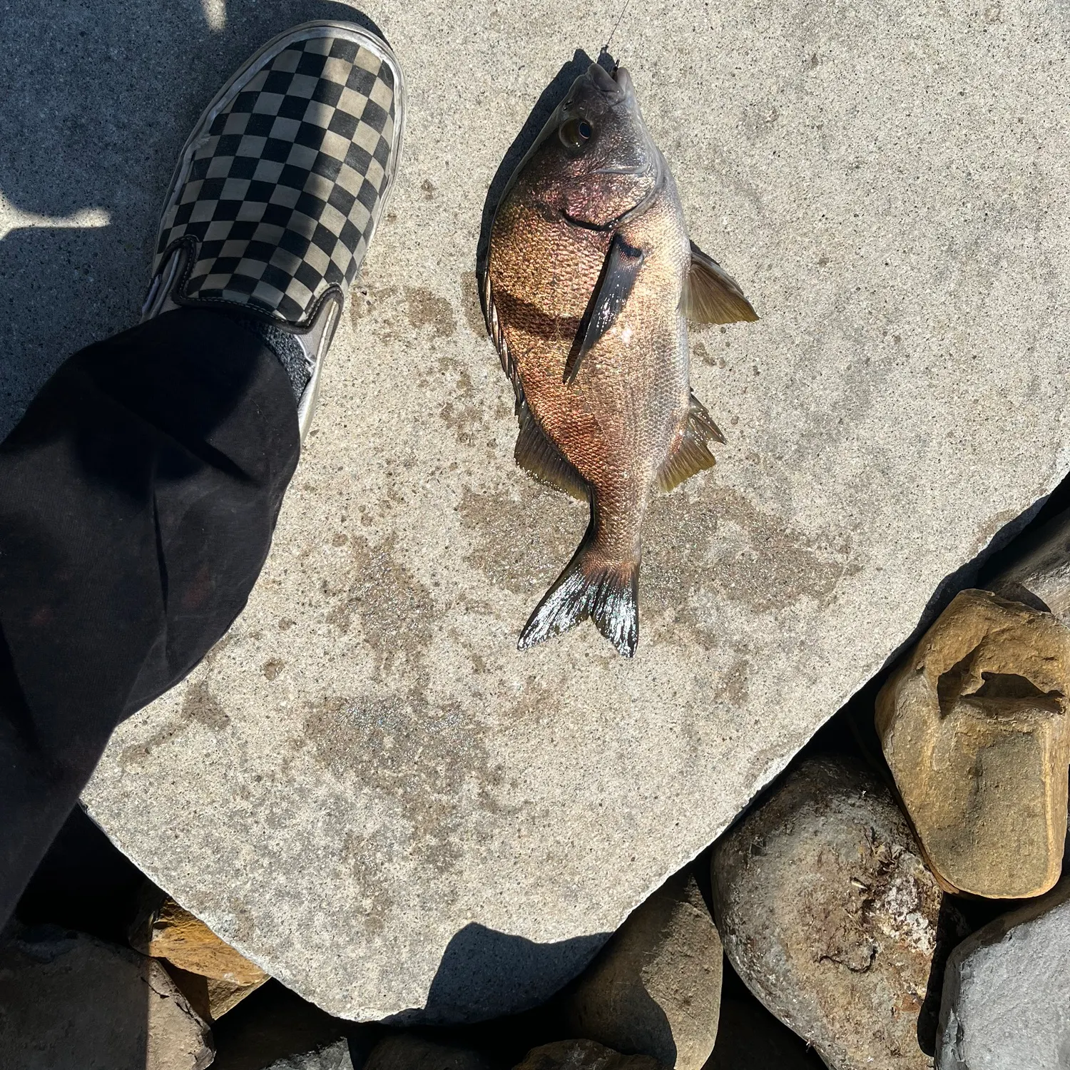 Sargo caught on Fishbrain
