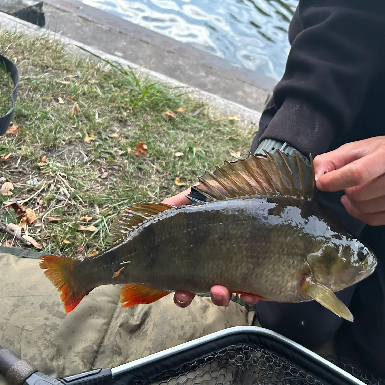 European perch caught on Fishbrain
