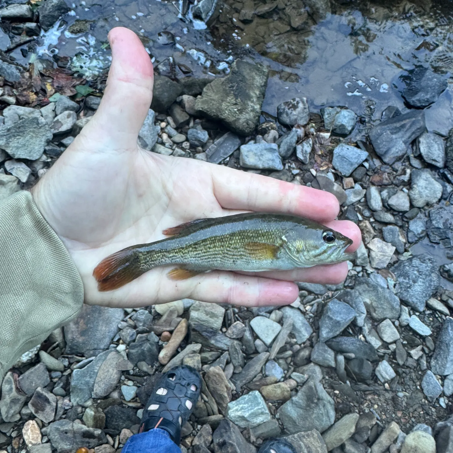 Redeye bass caught on Fishbrain