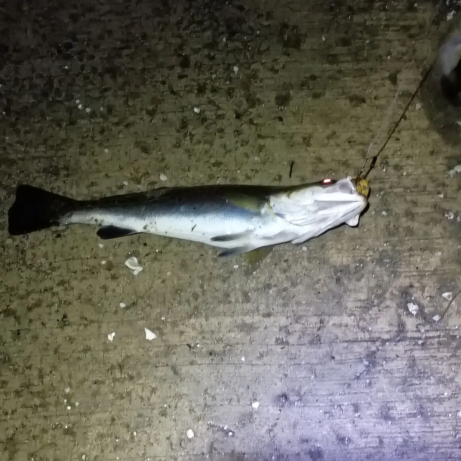 Rainbow trout caught on Fishbrain