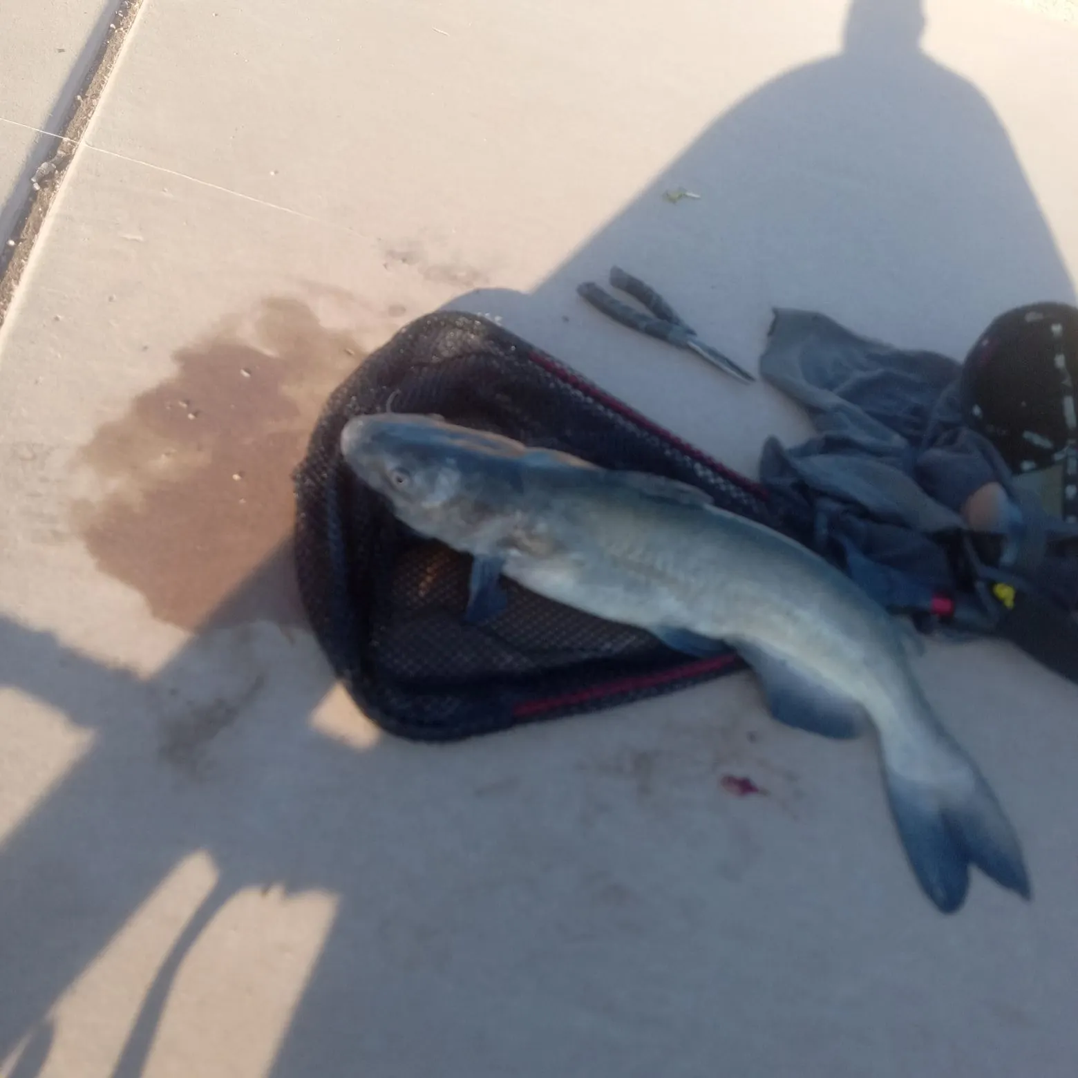 Channel catfish caught on Fishbrain