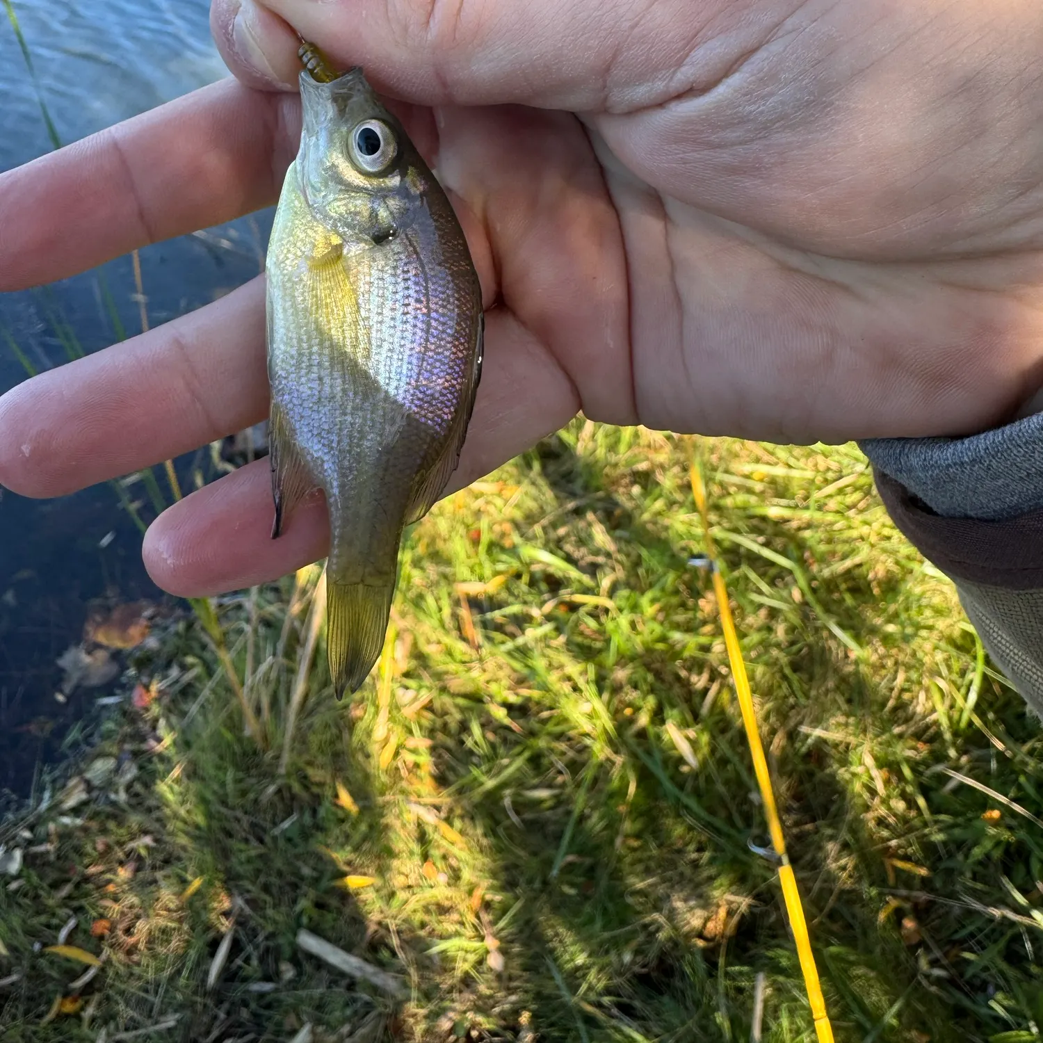 Bluegill caught on Fishbrain