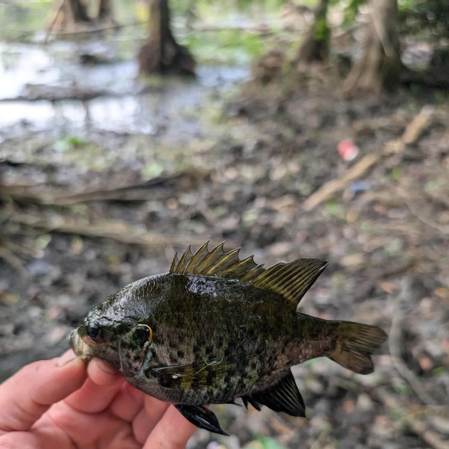 Redear sunfish caught on Fishbrain