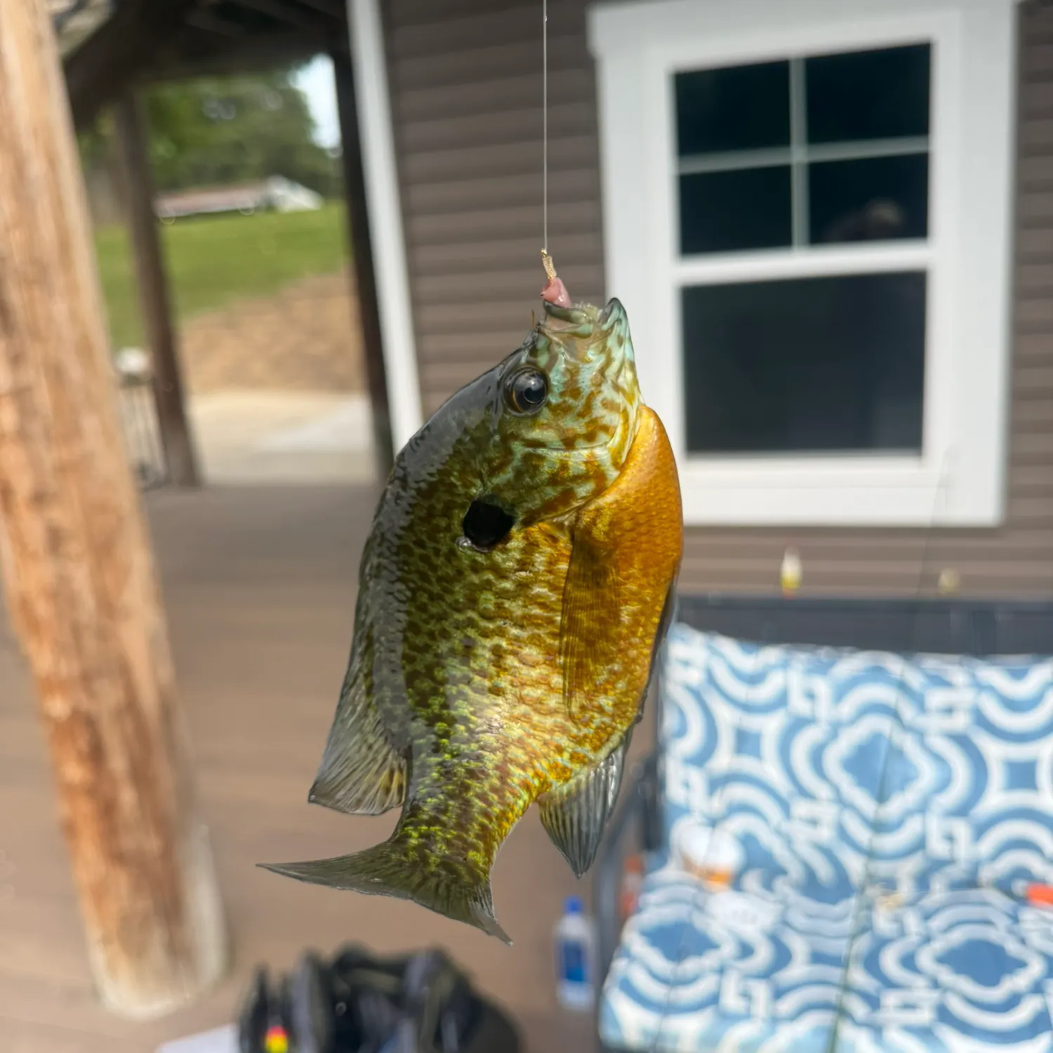 Pumpkinseed caught on Fishbrain