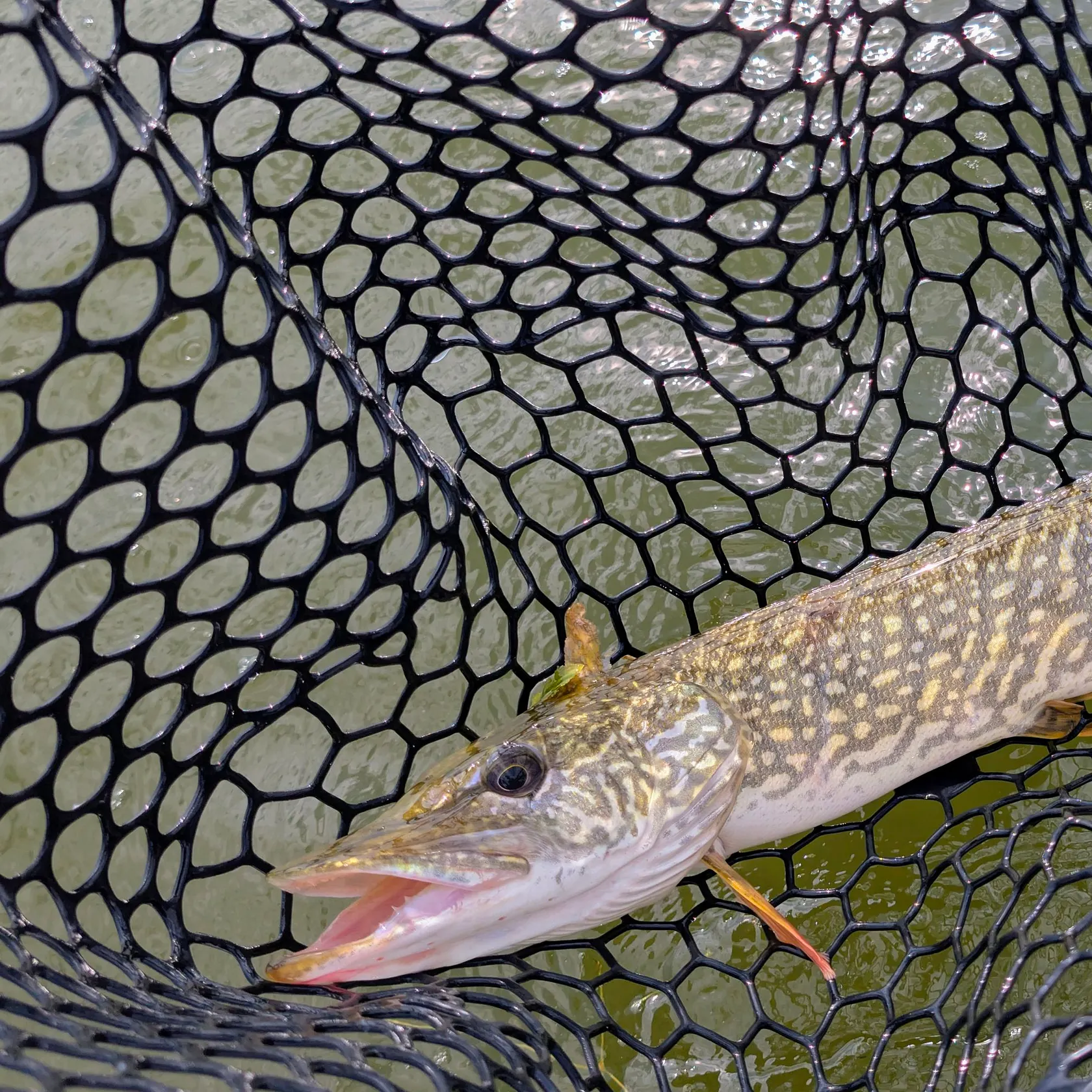 Northern pike caught on Fishbrain
