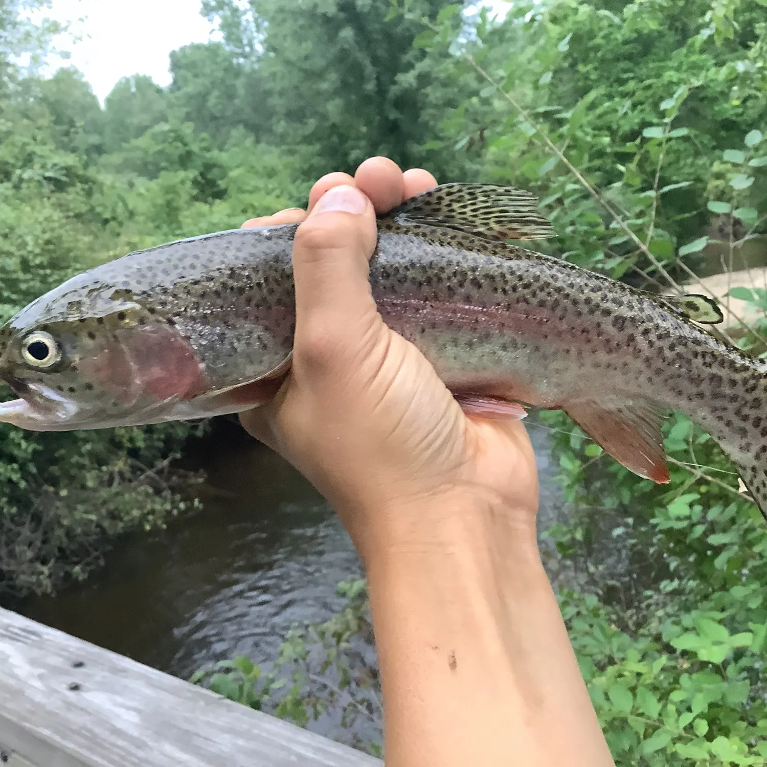 Rainbow trout caught on Fishbrain