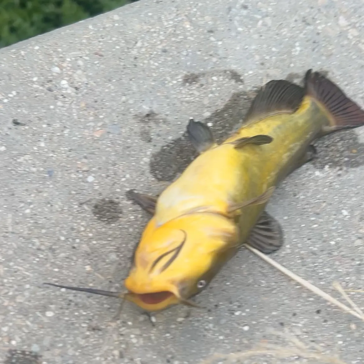 The most recent Yellow bullhead catches on Fishbrain