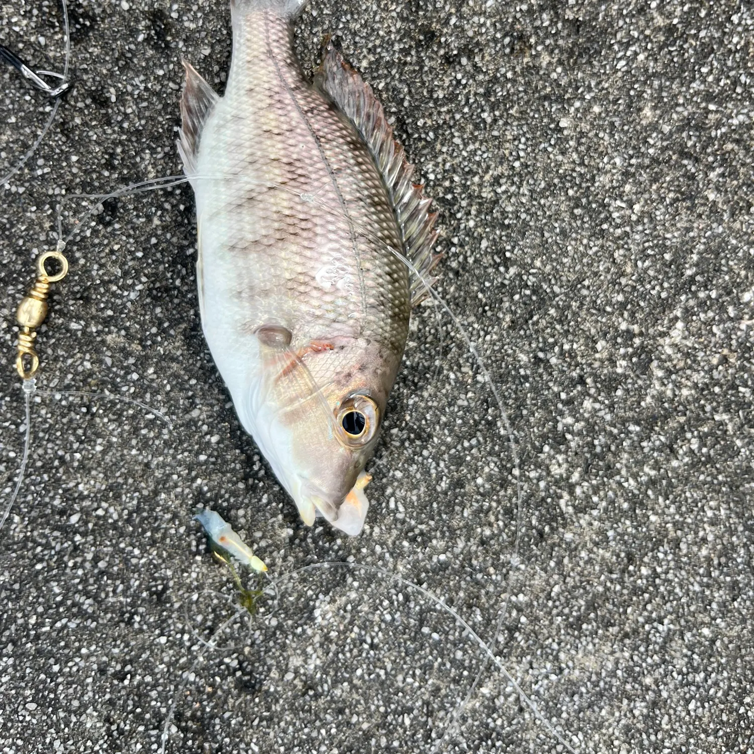 The most popular recent Grey large-eye bream catch on Fishbrain