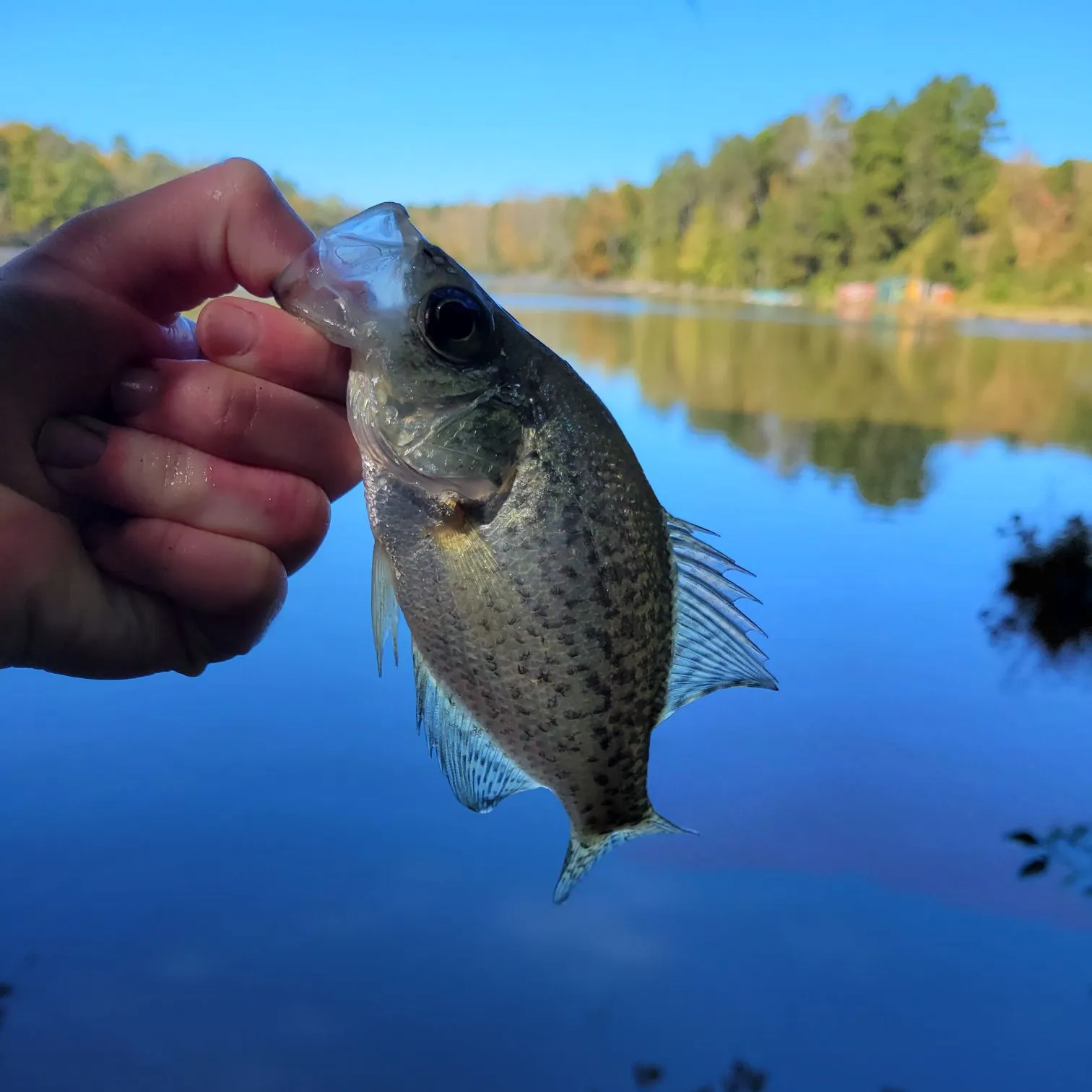Black crappie caught on Fishbrain