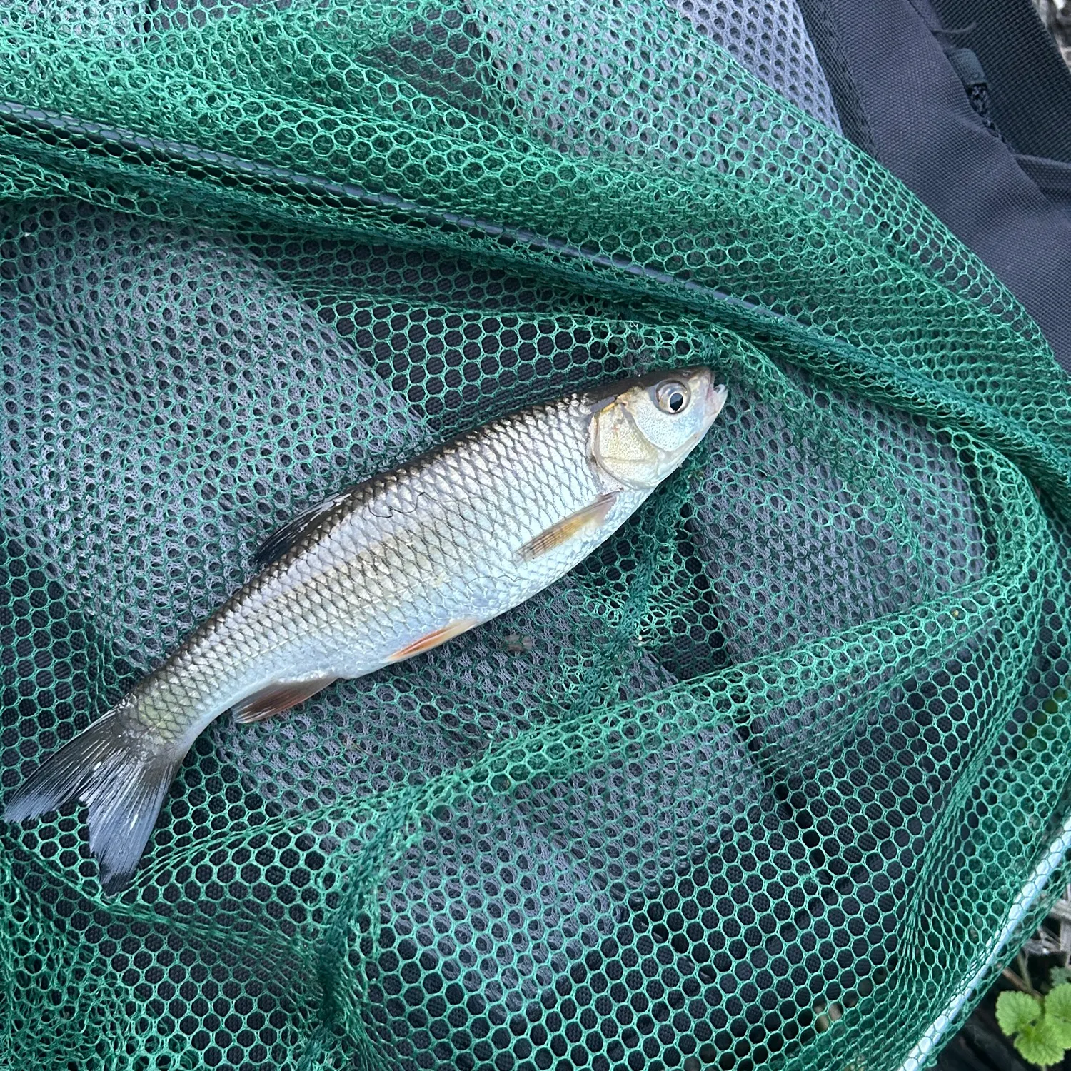 European chub caught on Fishbrain