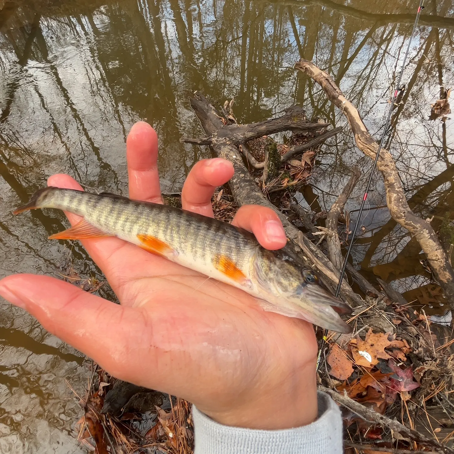 The most recent Redfin pickerel catches on Fishbrain